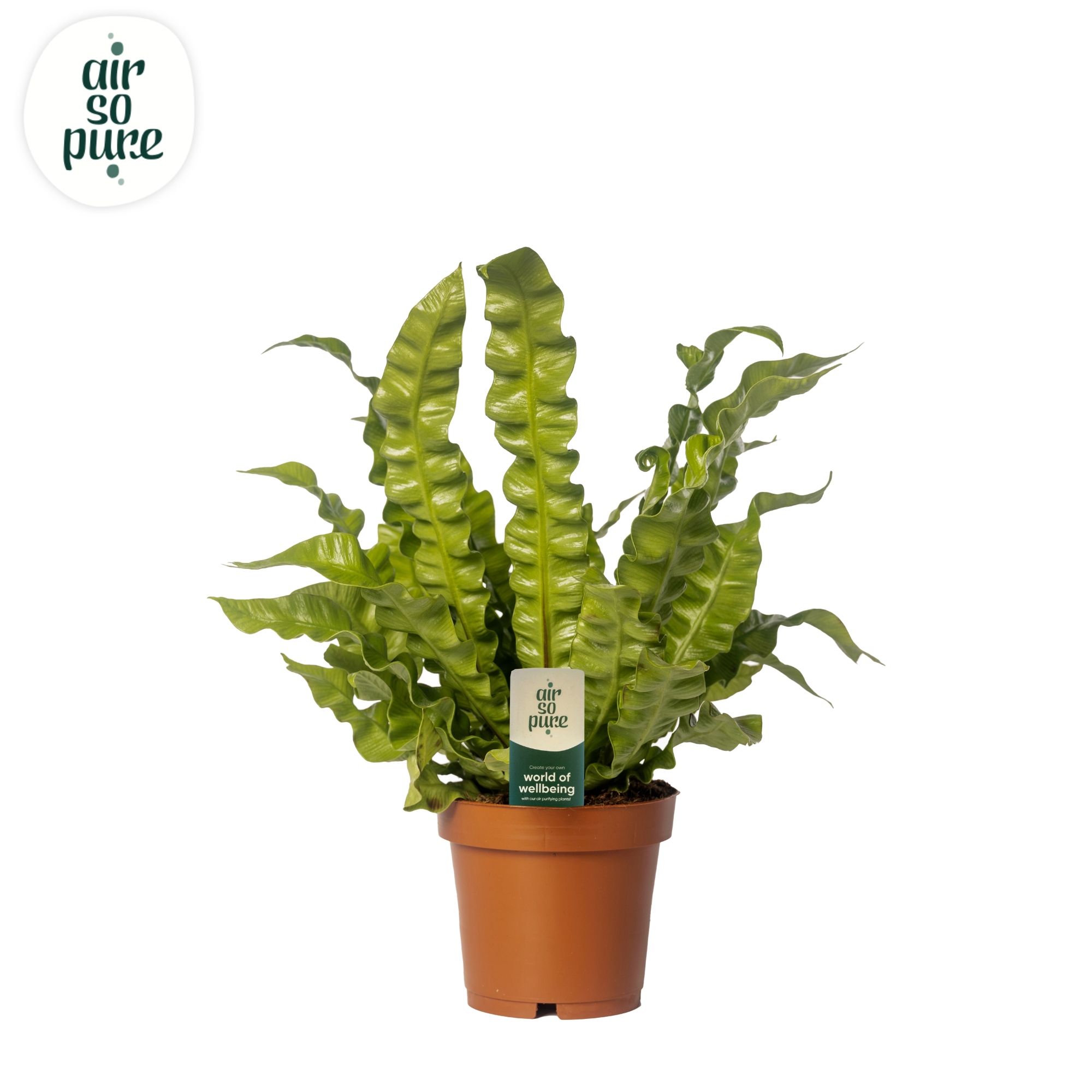 Crispy Wave 12cm (zonder hoes), D 12