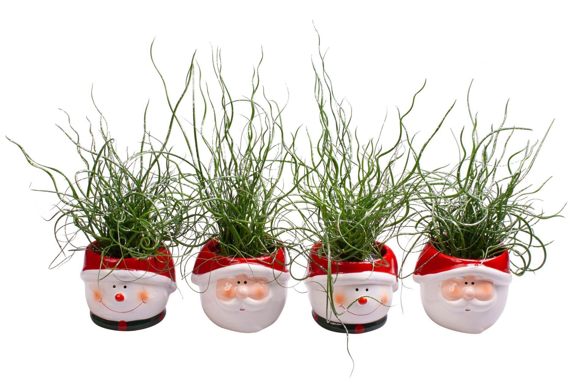L 65573 Christmas Juncus Spiralis + Glitter, D 6