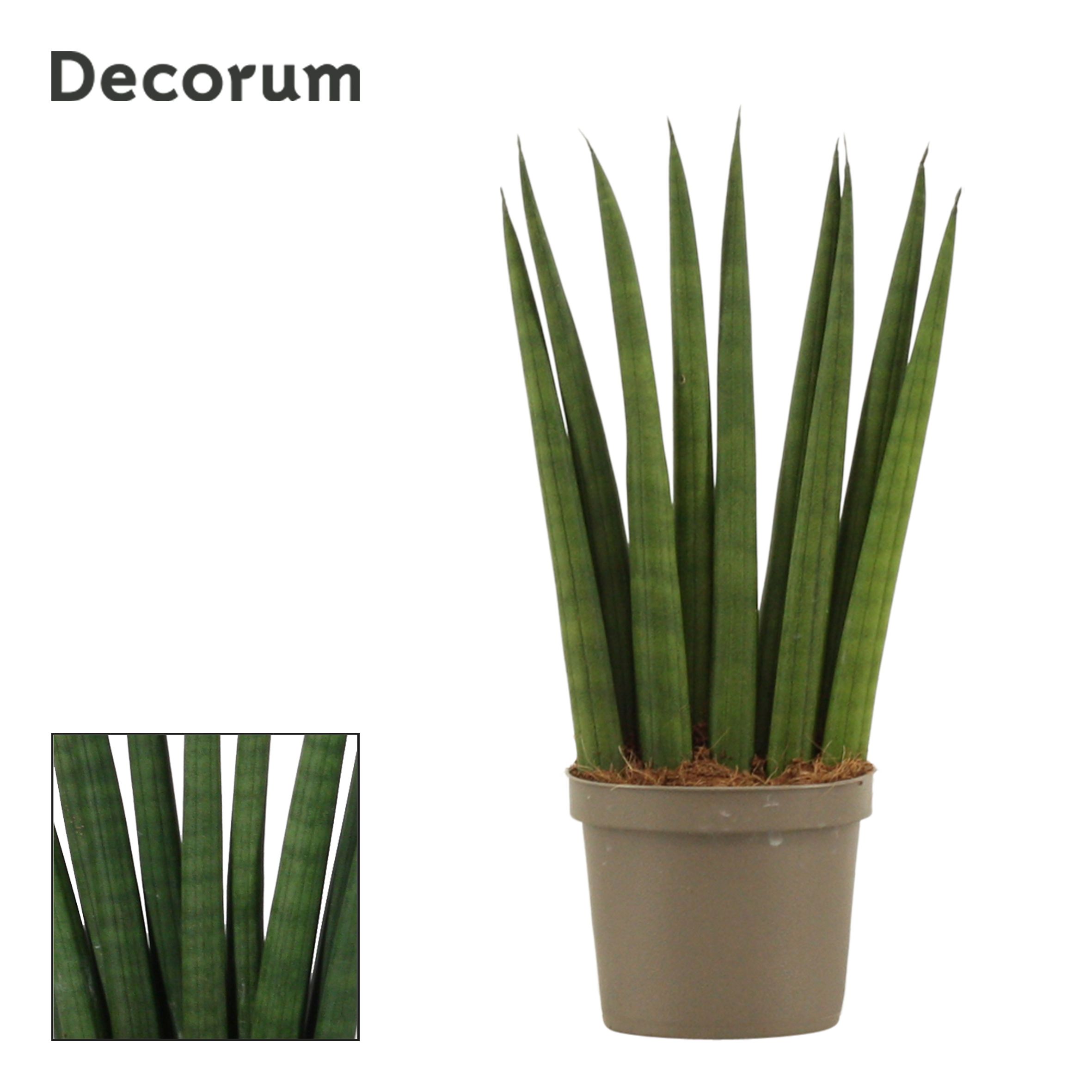 Sansevieria Cylindrica 9 cm Fan (Decorum), D 9