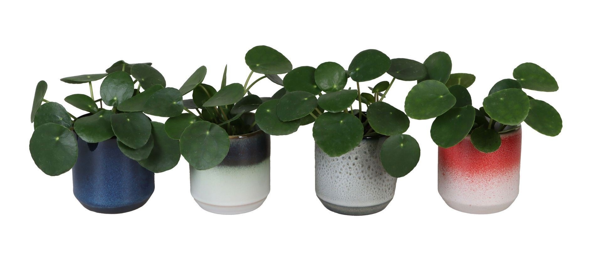 L 67220 With Pilea Peperomides 6 cm, D 6