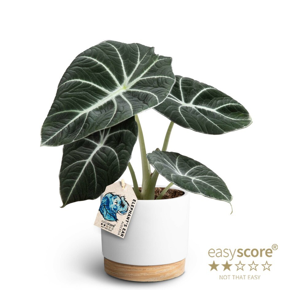 Woodbase White, Alocasia ´Black Velvet´, D 12