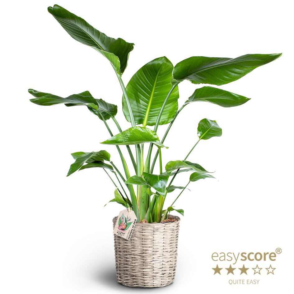Basket, Strelitzia nicolai, D 26