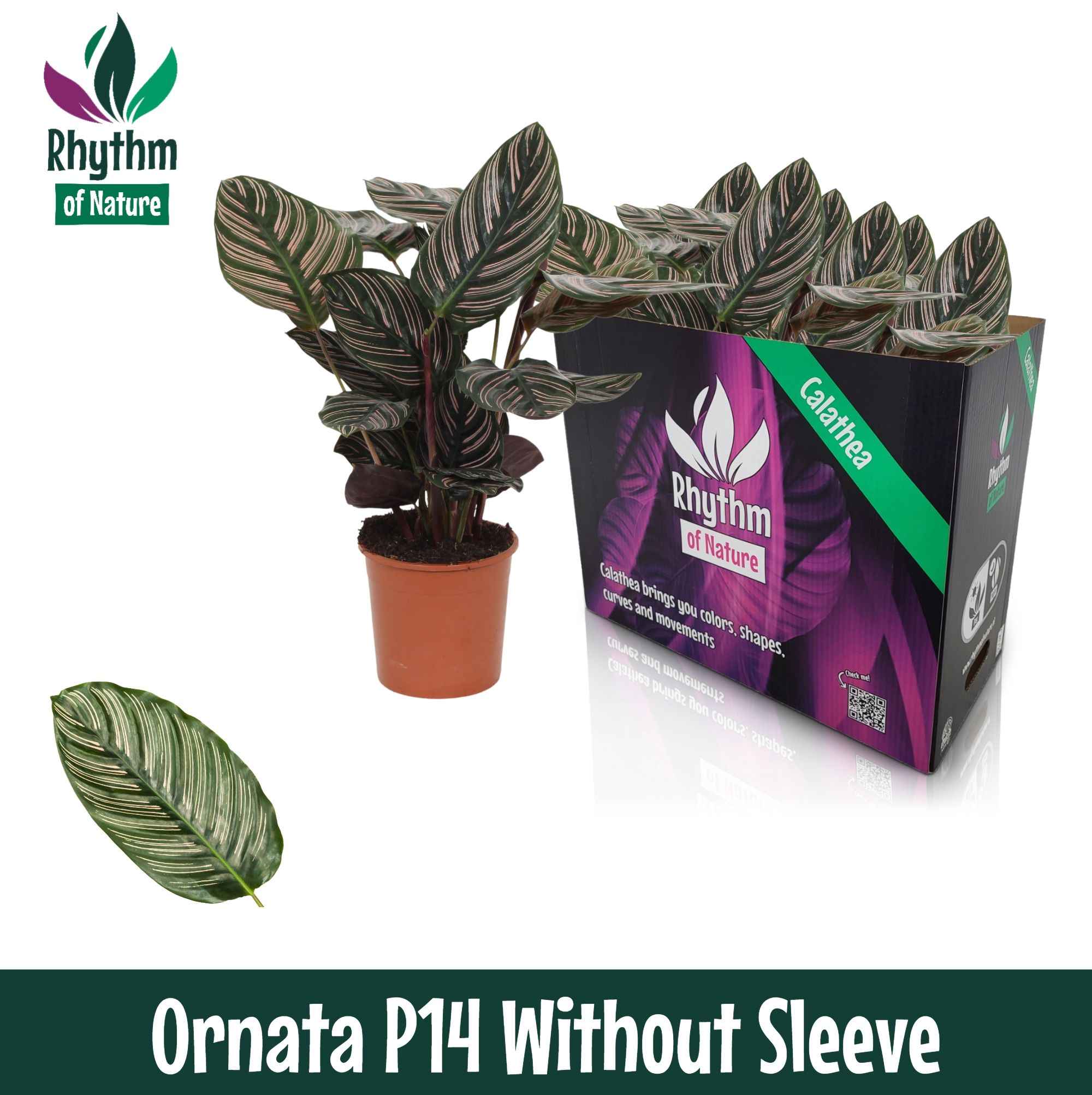 Calathea 14cm Ornata - Rhythm of Nature zonder hoes, D 14