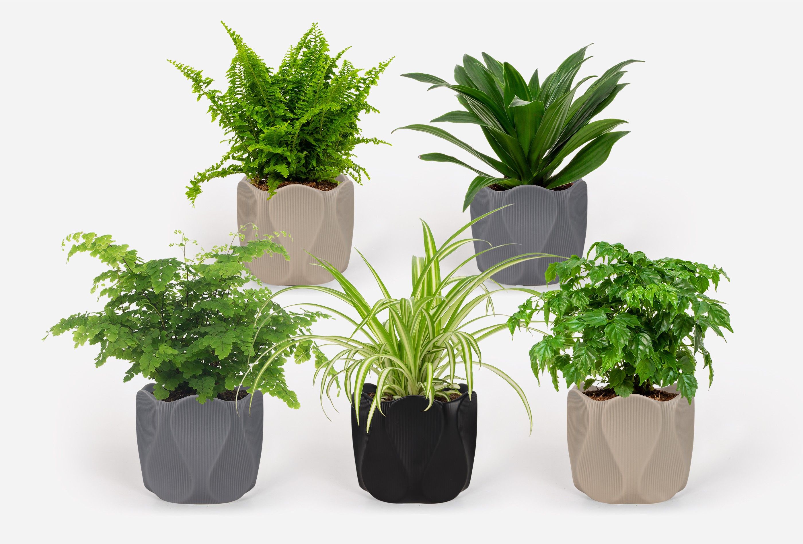 2025 - Groen Mix 12cm - Classic - Monarchidea, D 12