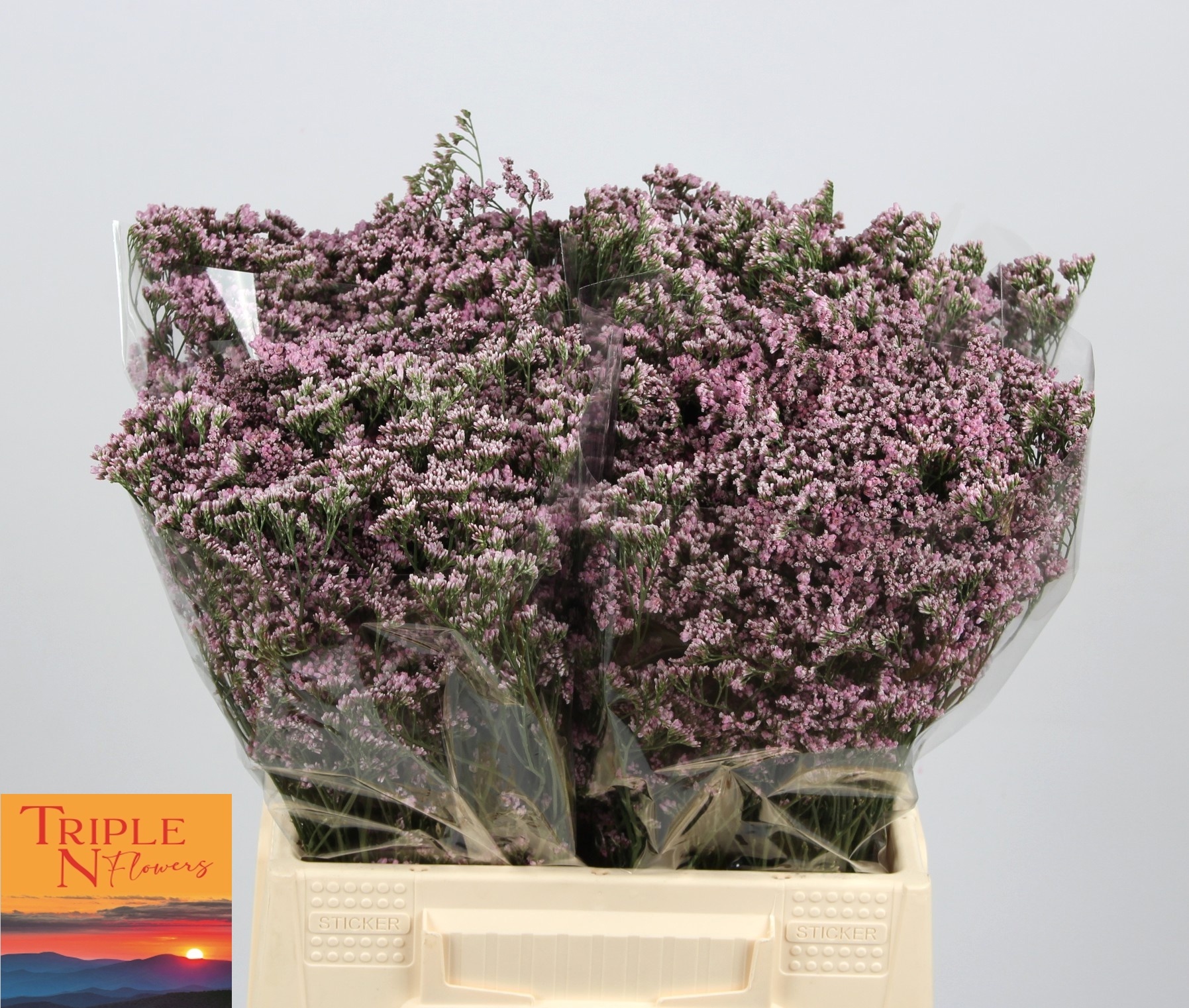 Лимониум Сафора Оши Пинк 40, шт.