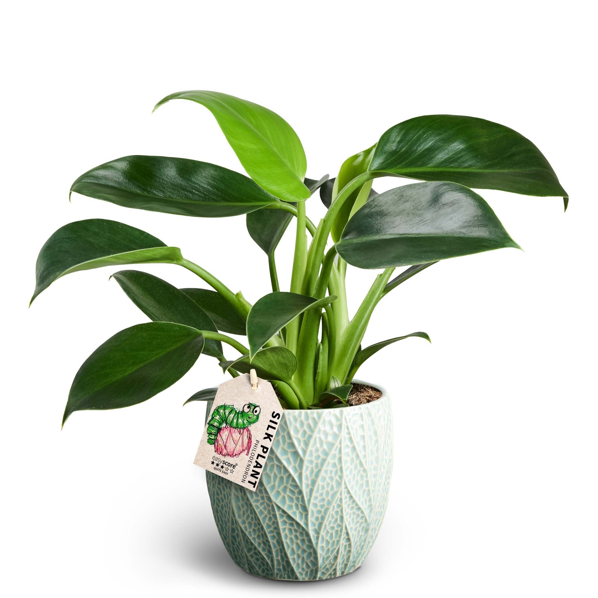 Leaf Ocean, Philodendron ´Green Princess´, D 12