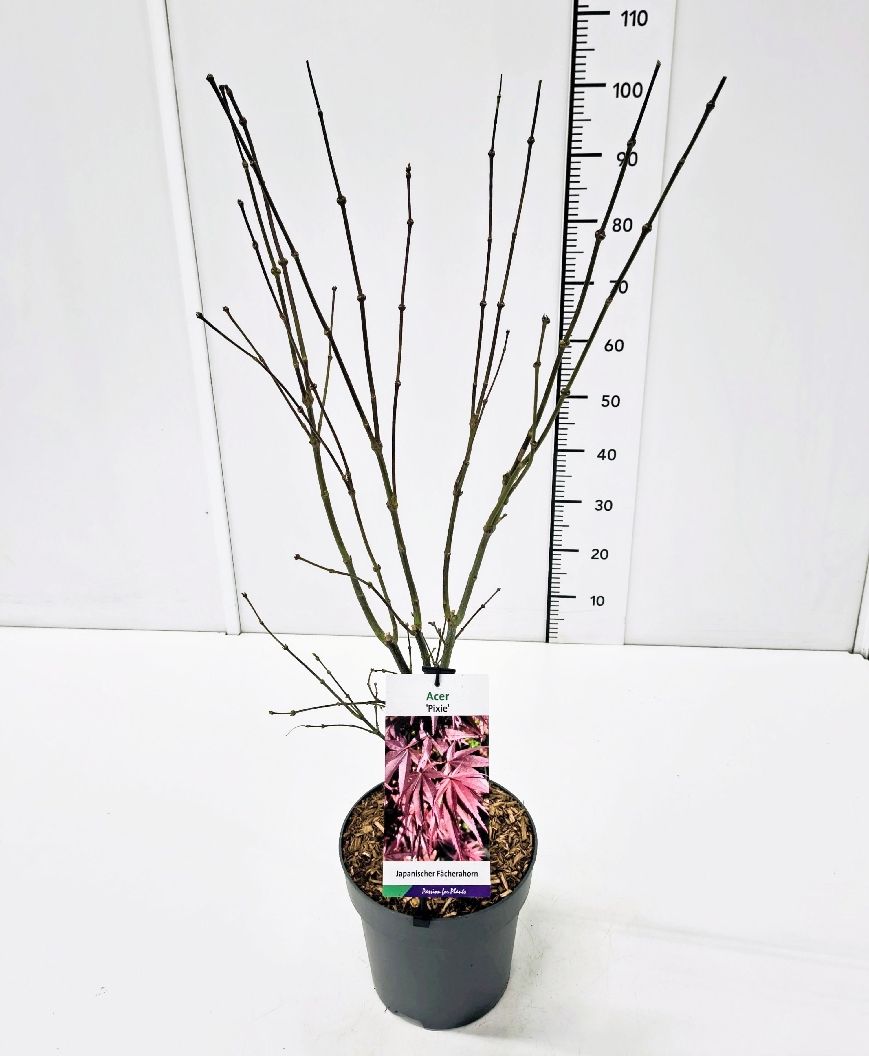 Acer palm. 'Pixie' 60-80C7, D 25
