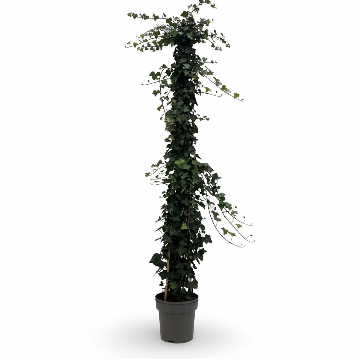 Hedera hibernica, D 32