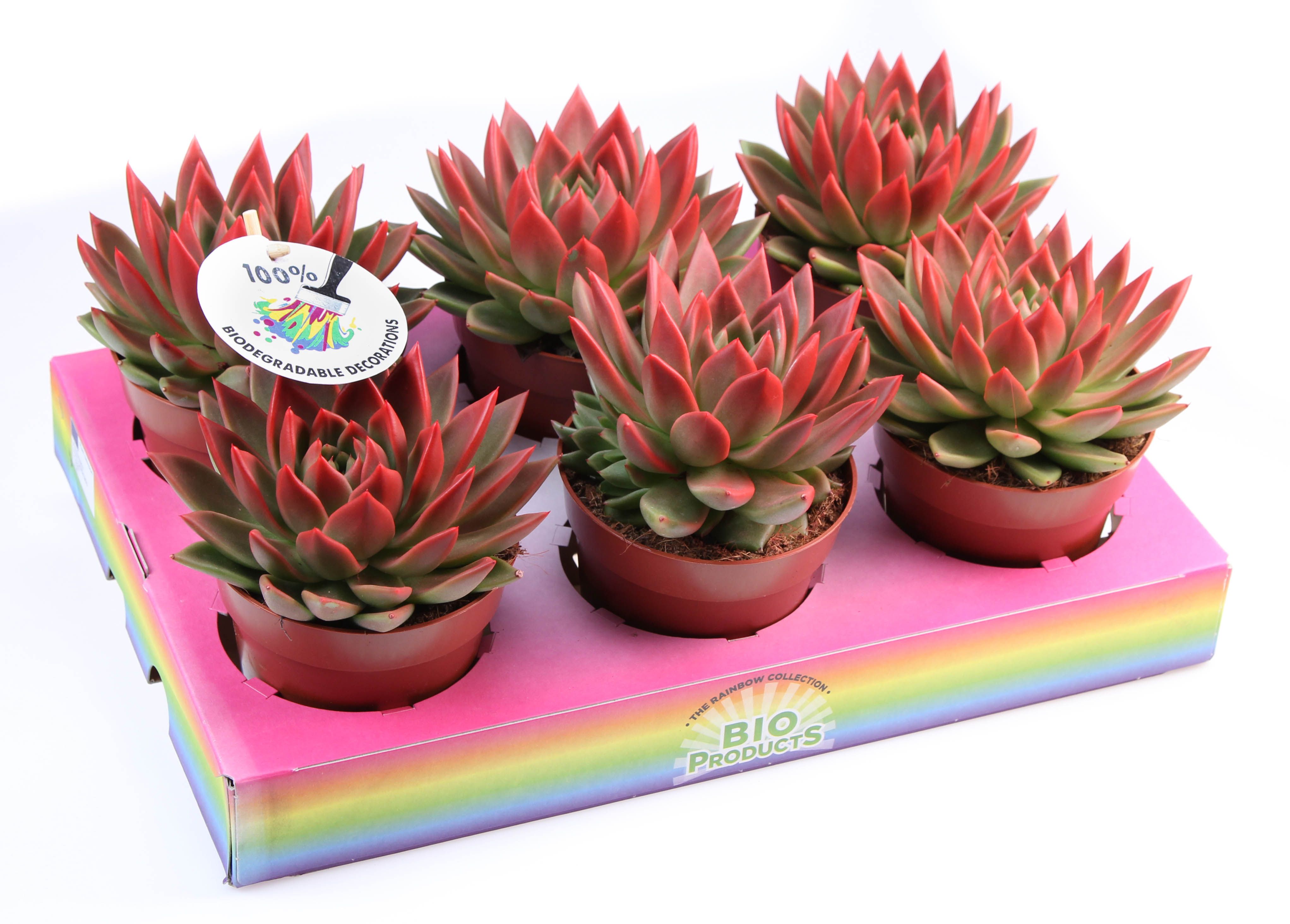 Miranda red tips, D 12