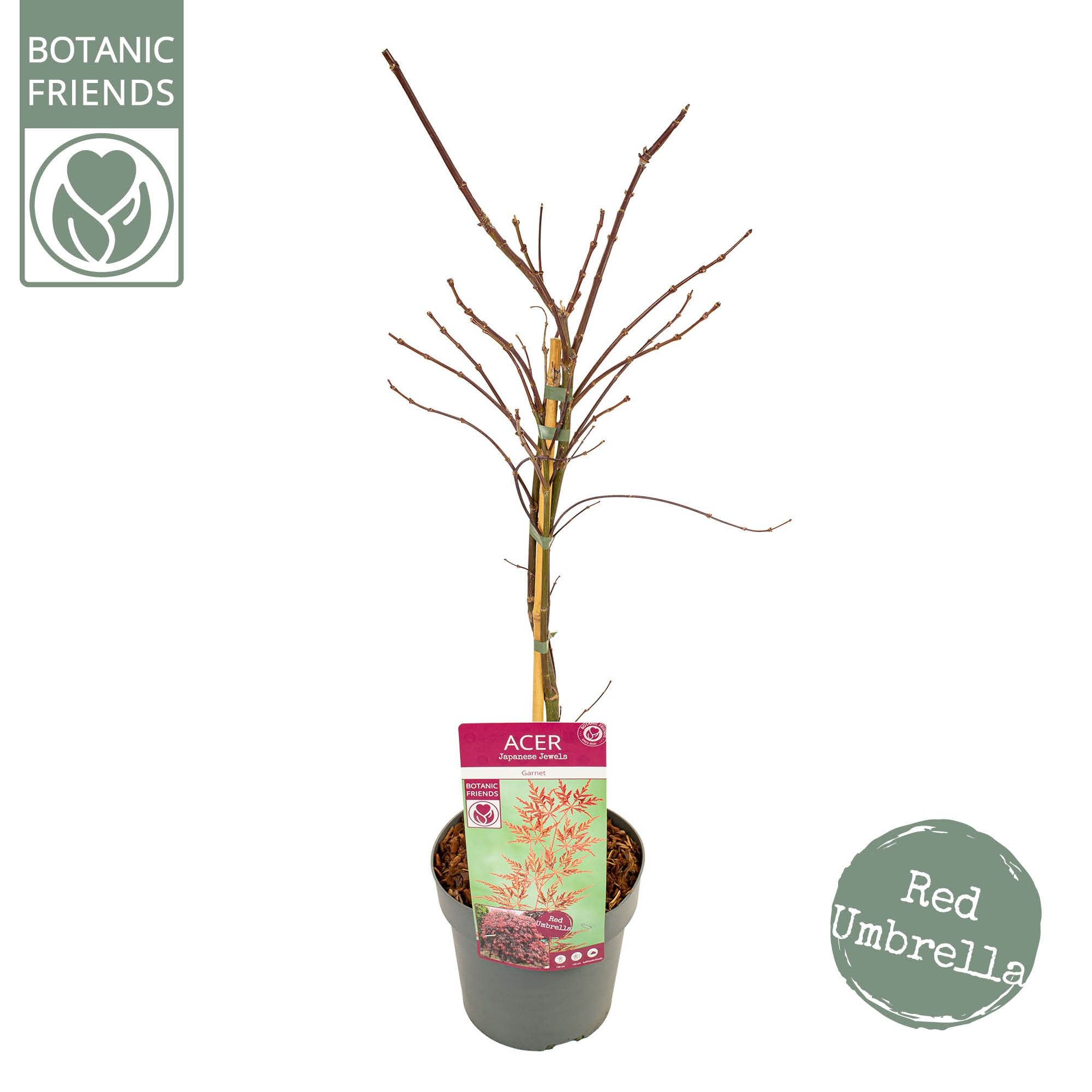 Acer palm. 'Garnet', D 19