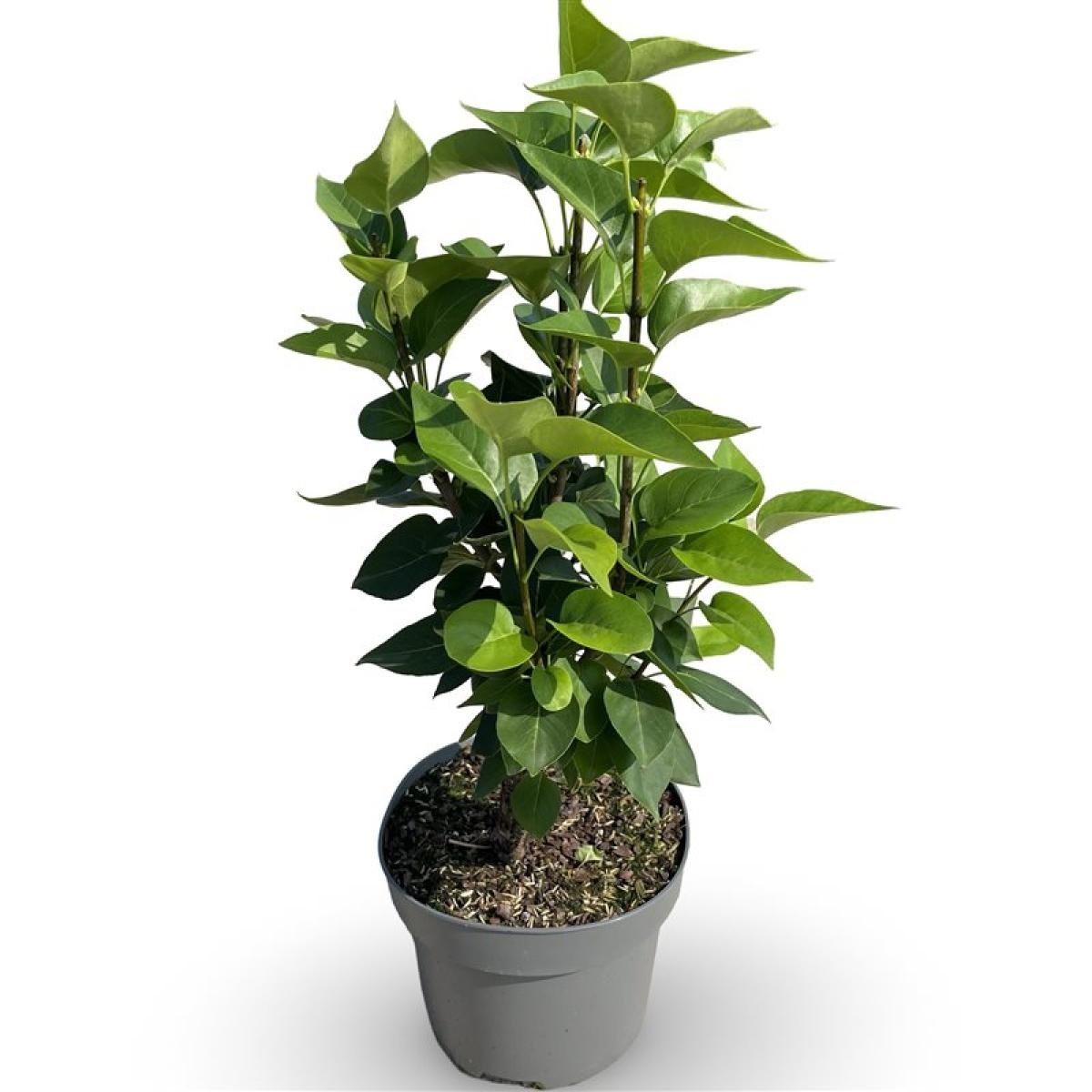 Syringa v. 'Michel Buchner', D 21