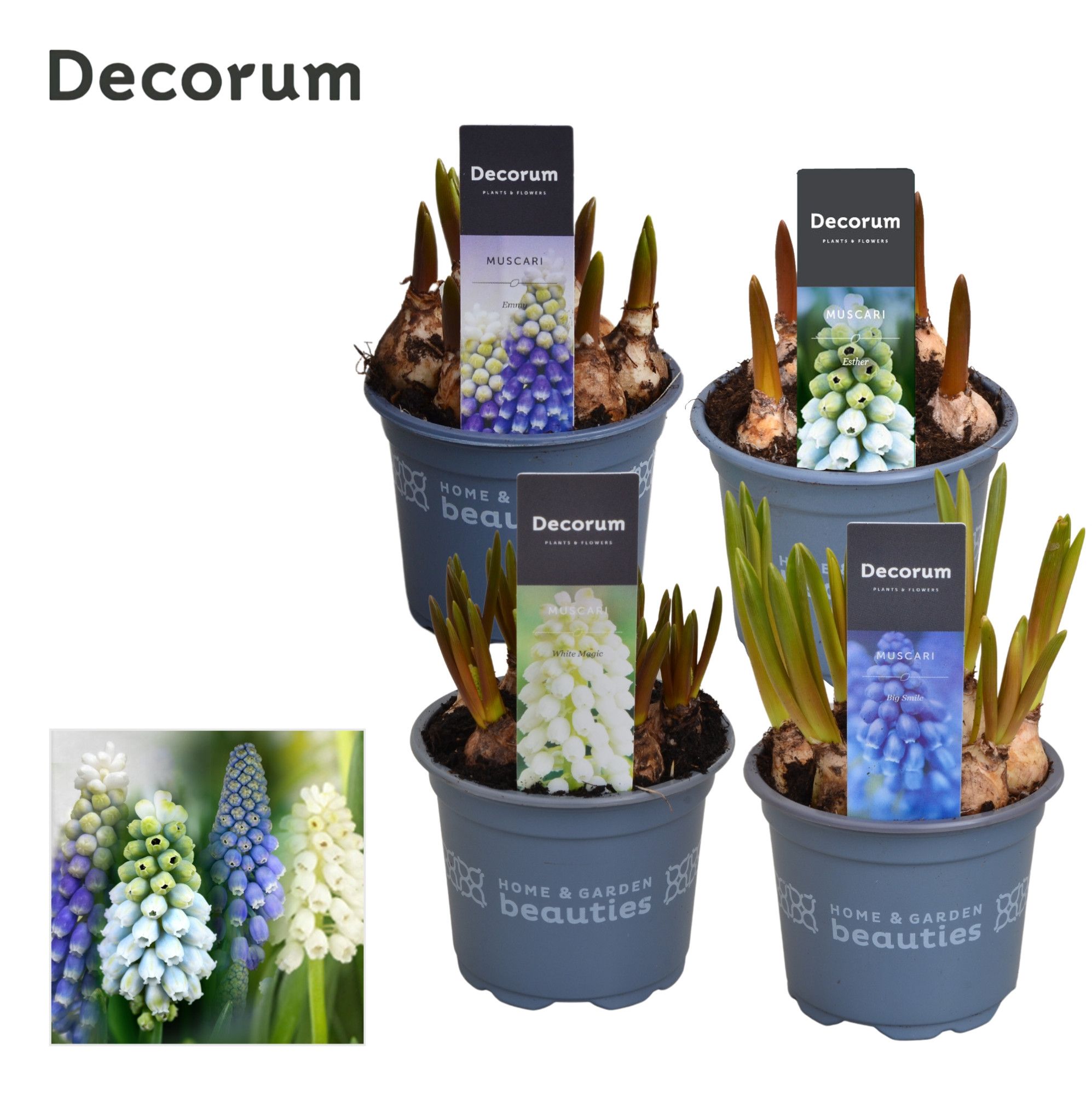 Muscari MIX, D 9