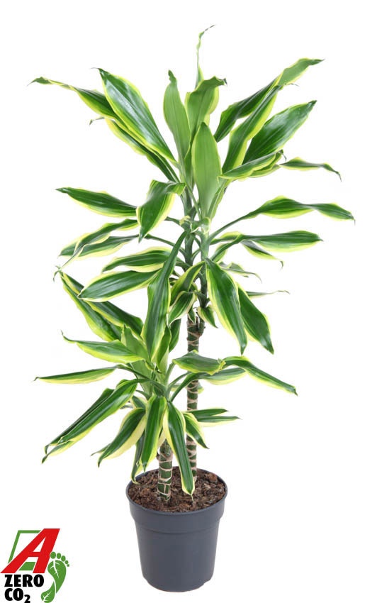 Dracaena Lemon Dream 45-15, D 19