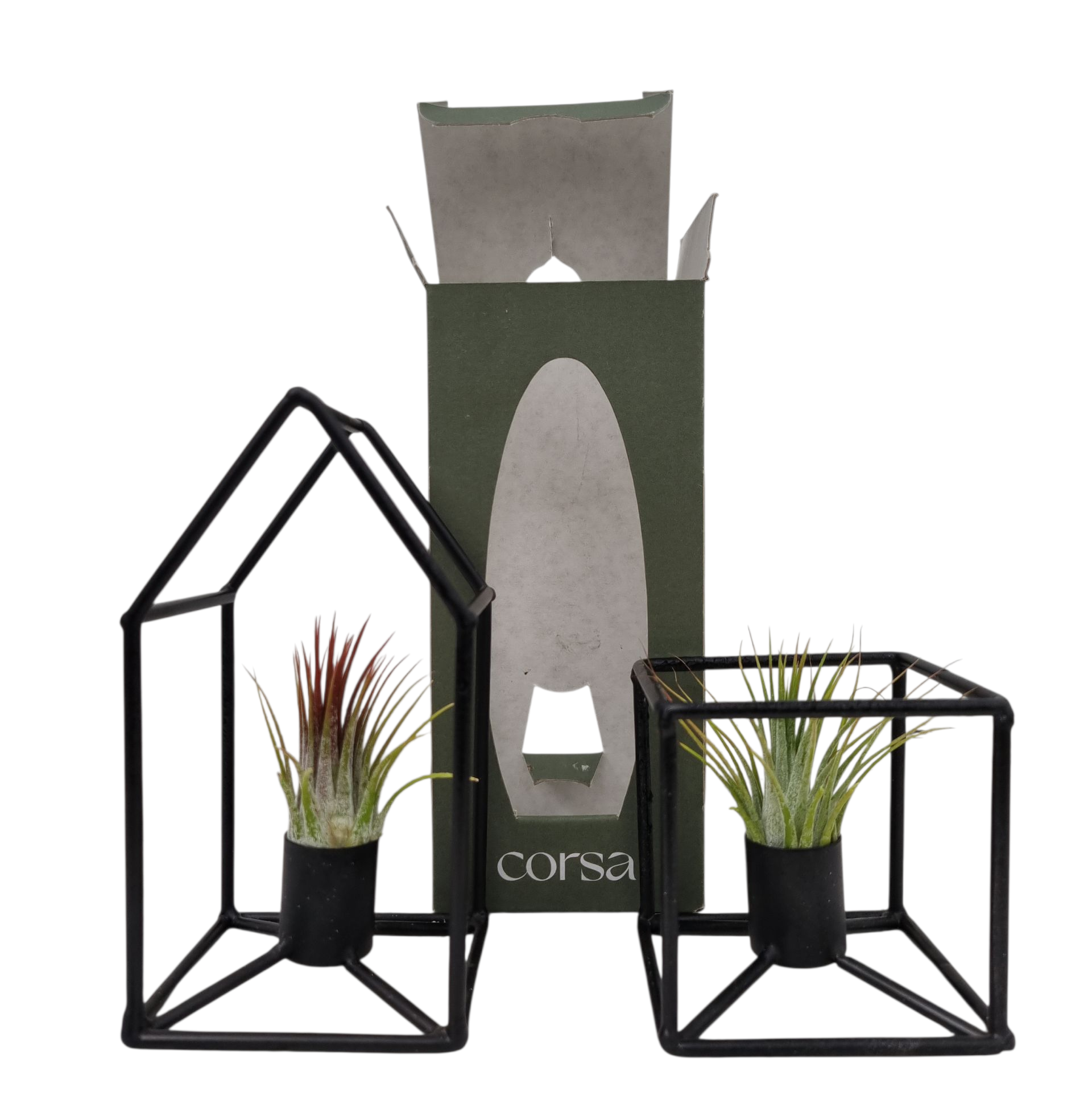 Tillandsia house square frame mix gift package, D 9