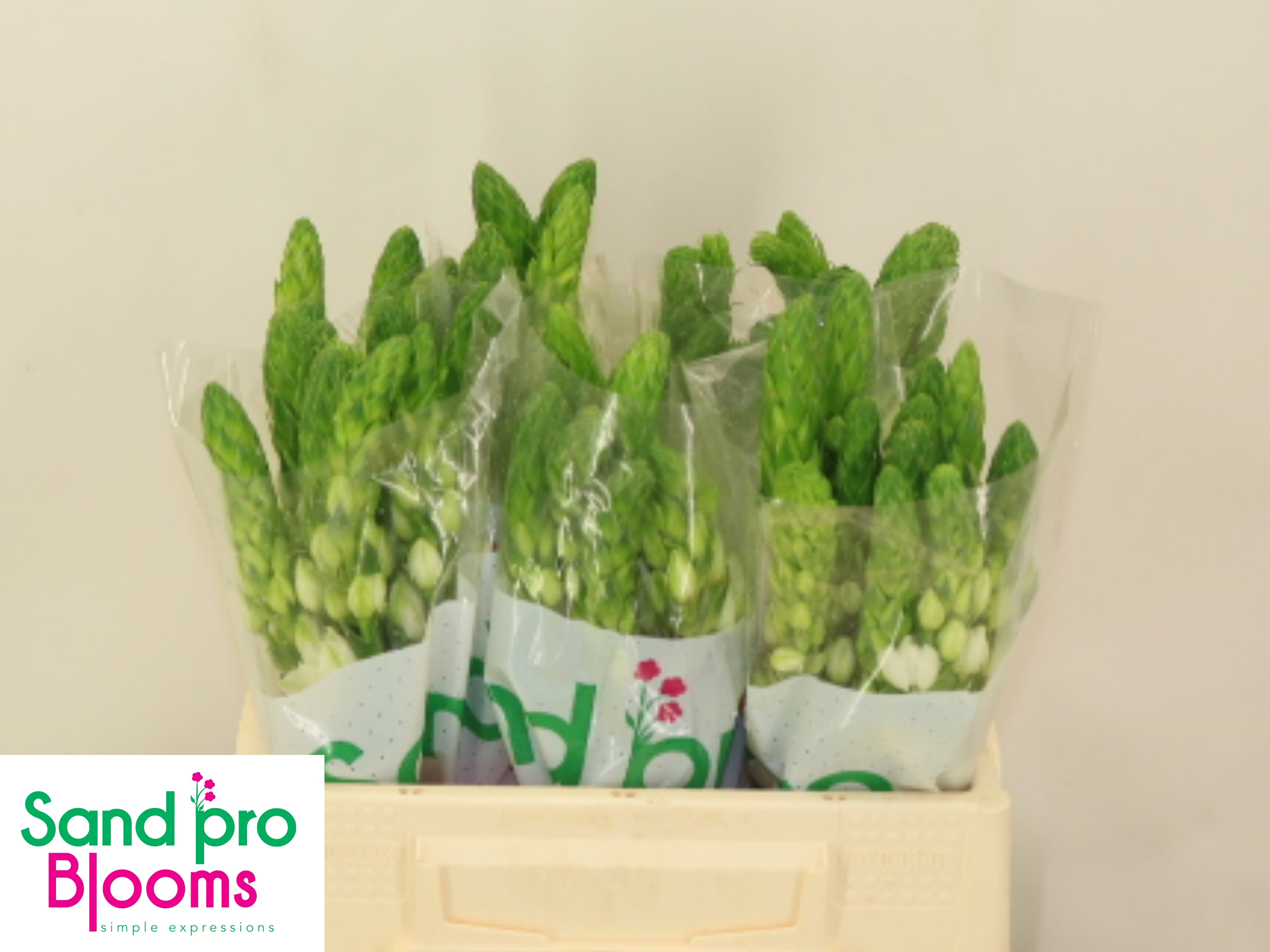 Орнитогалум Тирсоидес Милки Вэй 35, шт.