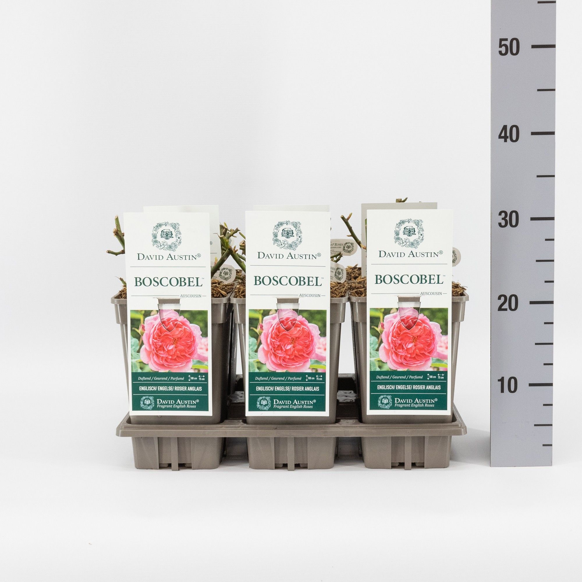 Rosa (Aus) Boscobel ®, C3, D 17