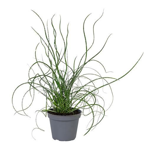 JUNCUS SPIRALLIS, D 6