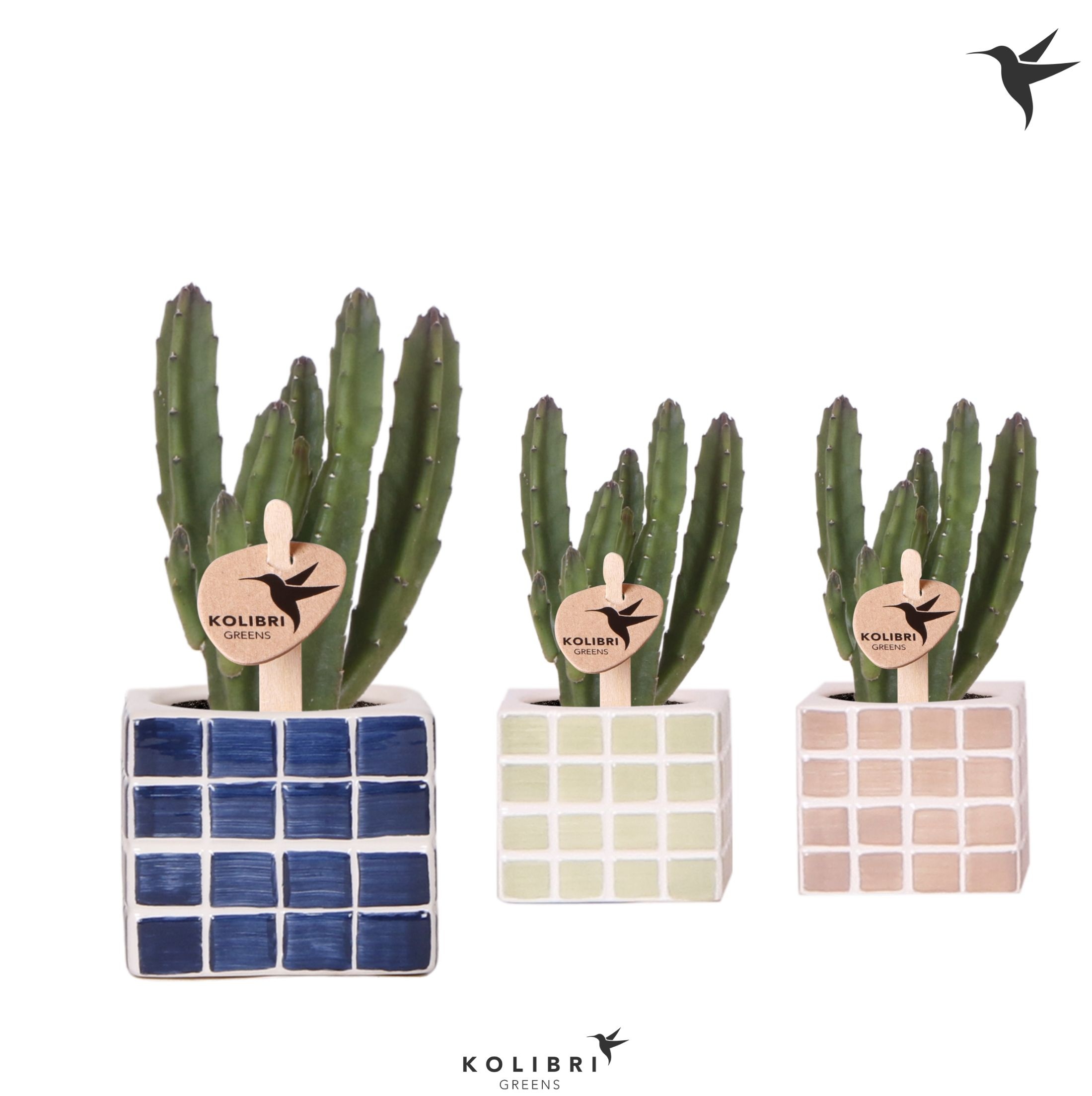 Kolibri Greens Stapelia Leendertziae in Mosa pot blue mix, D 6