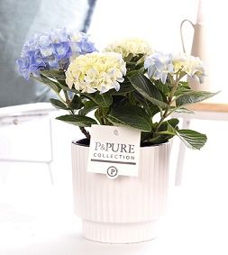 Hydrangea blue in P&PURE Ivy ceramics shiny white, D 10