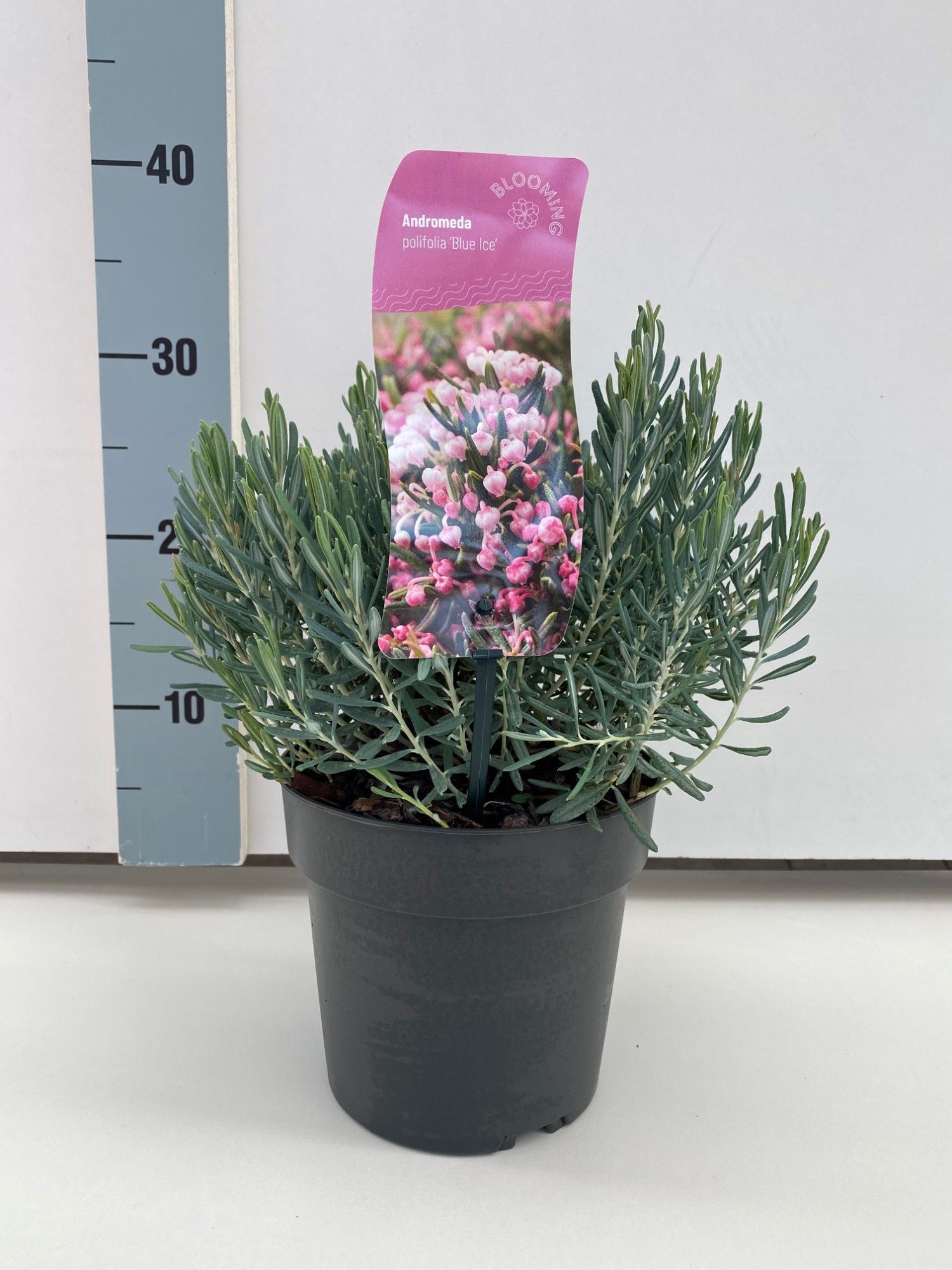 Andromeda polifolia 'Blue Ice', D 17