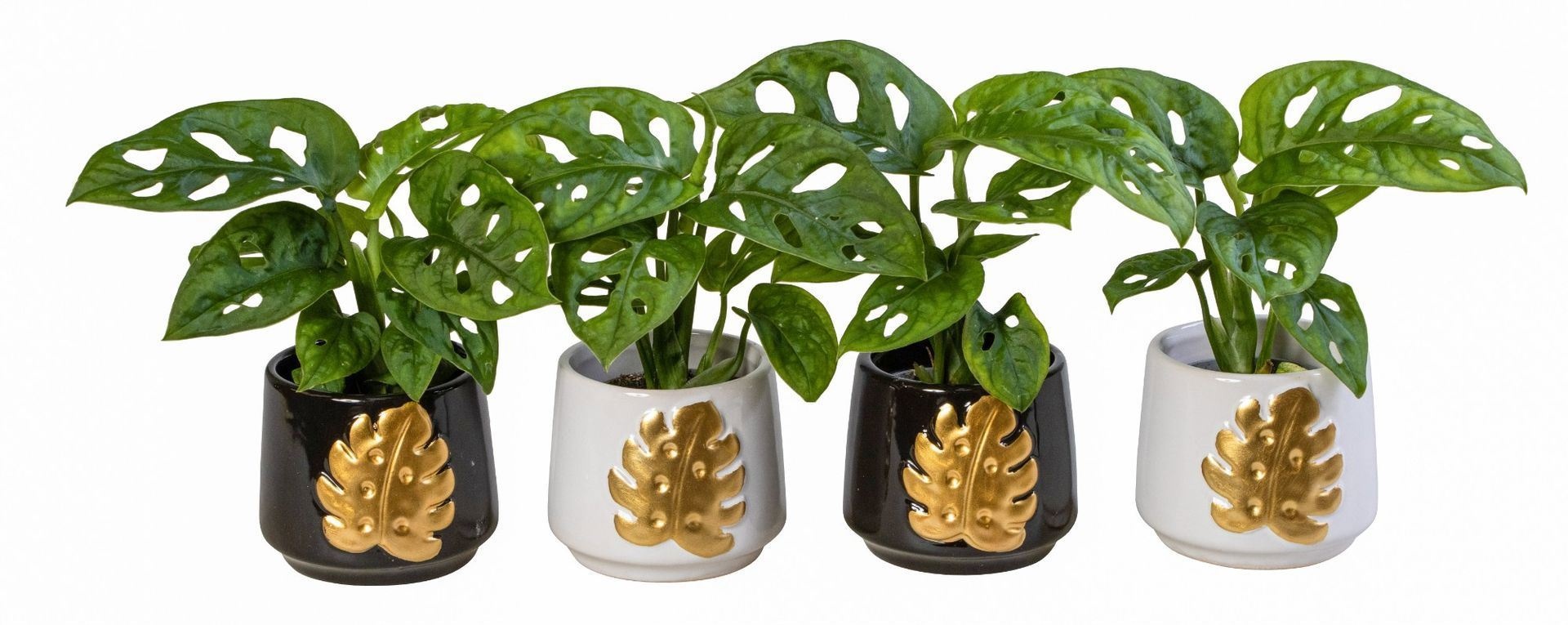 L 66163 With Monstera 6 cm, D 6