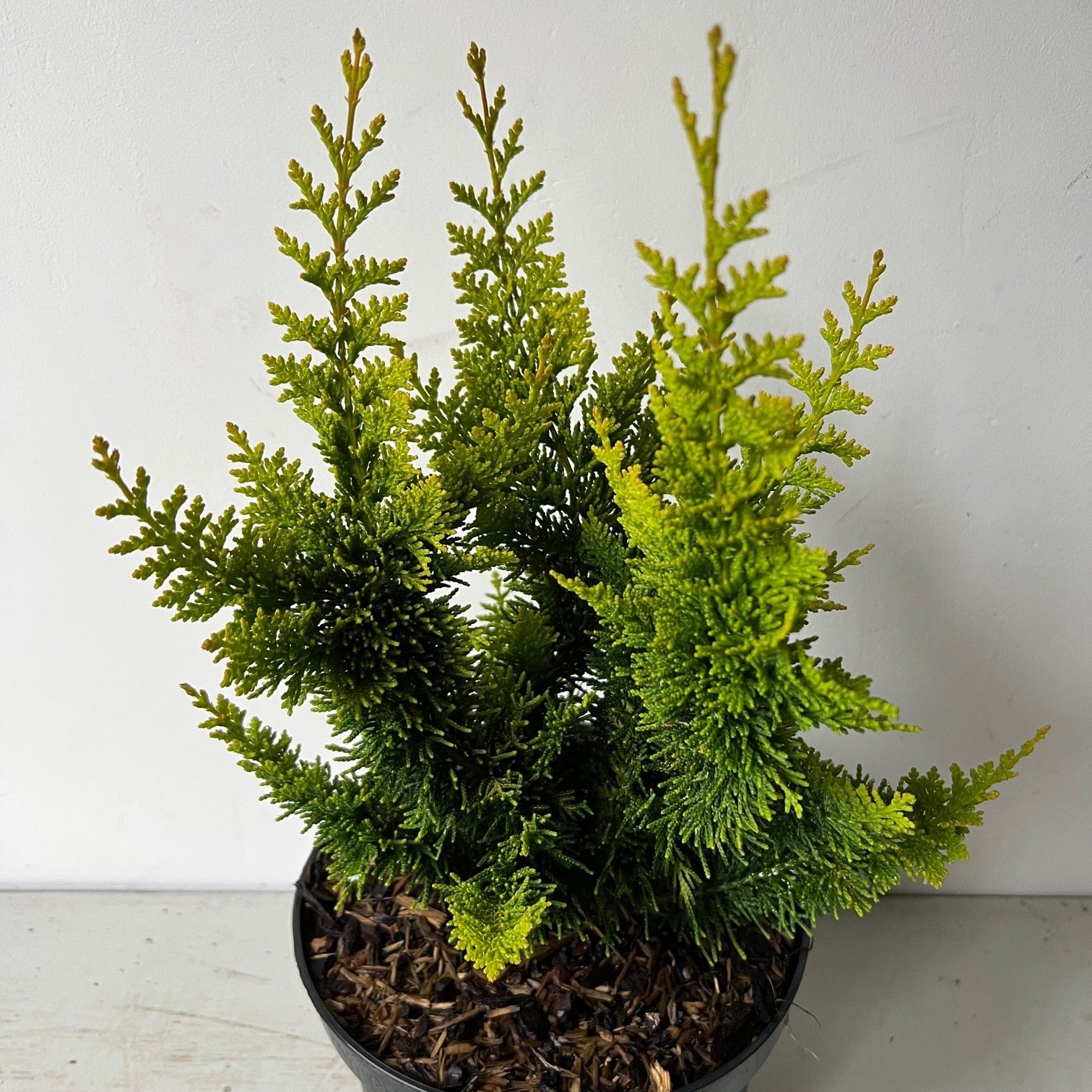 Chamaecyparis obtusa 'Yellow Teddy Bear', D 19