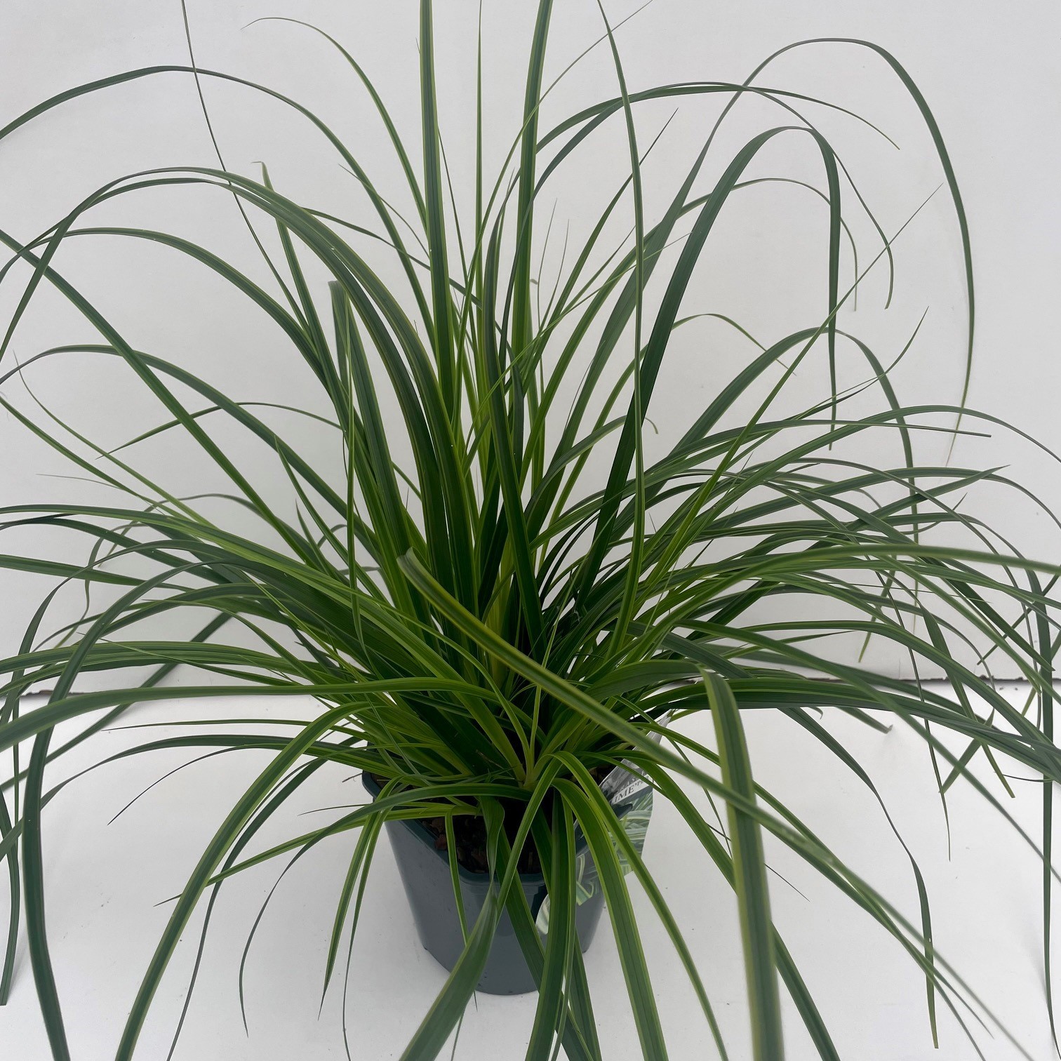 Carex 'Everlime', D 17