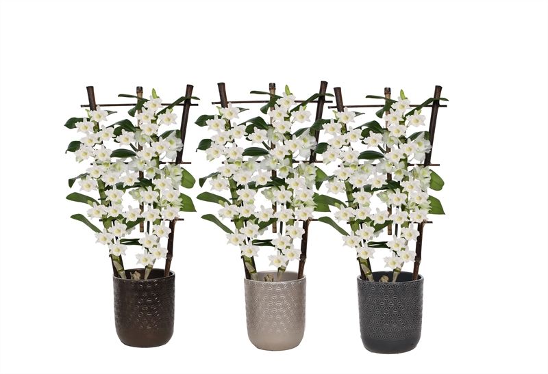 Vera p12 symmetric mix Dendr Nobile Apollon 2T op rek, D 12