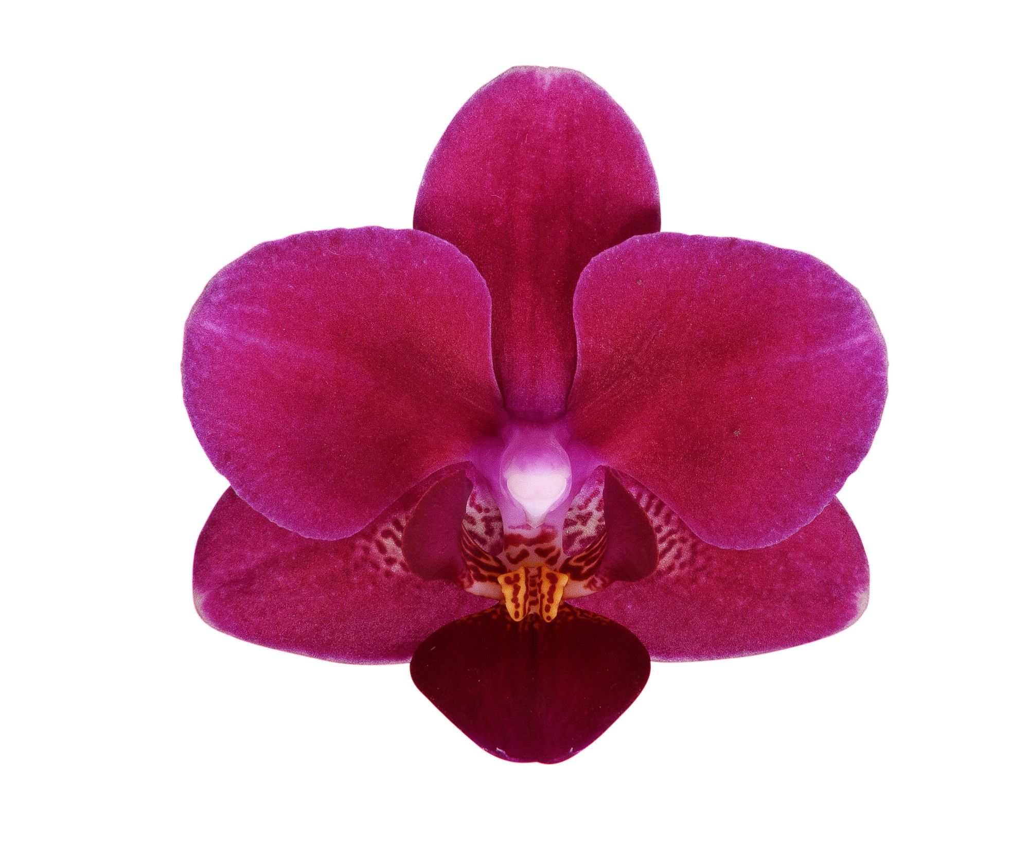 Phal. 2 tak 'Chamonix' 9 cm Topf 'Table Dance', D 9