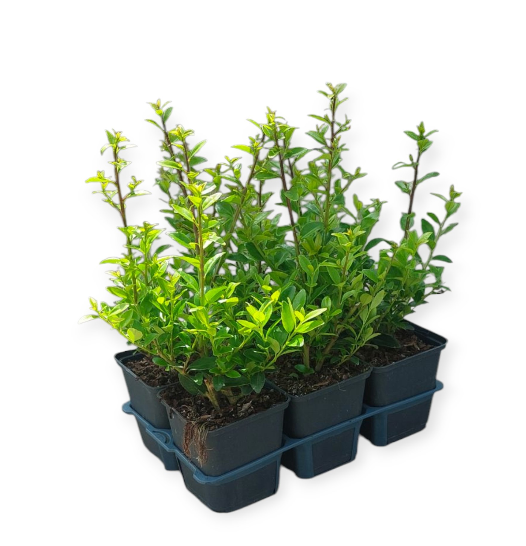 Ilex max. Impala® 6-Pack, D 9