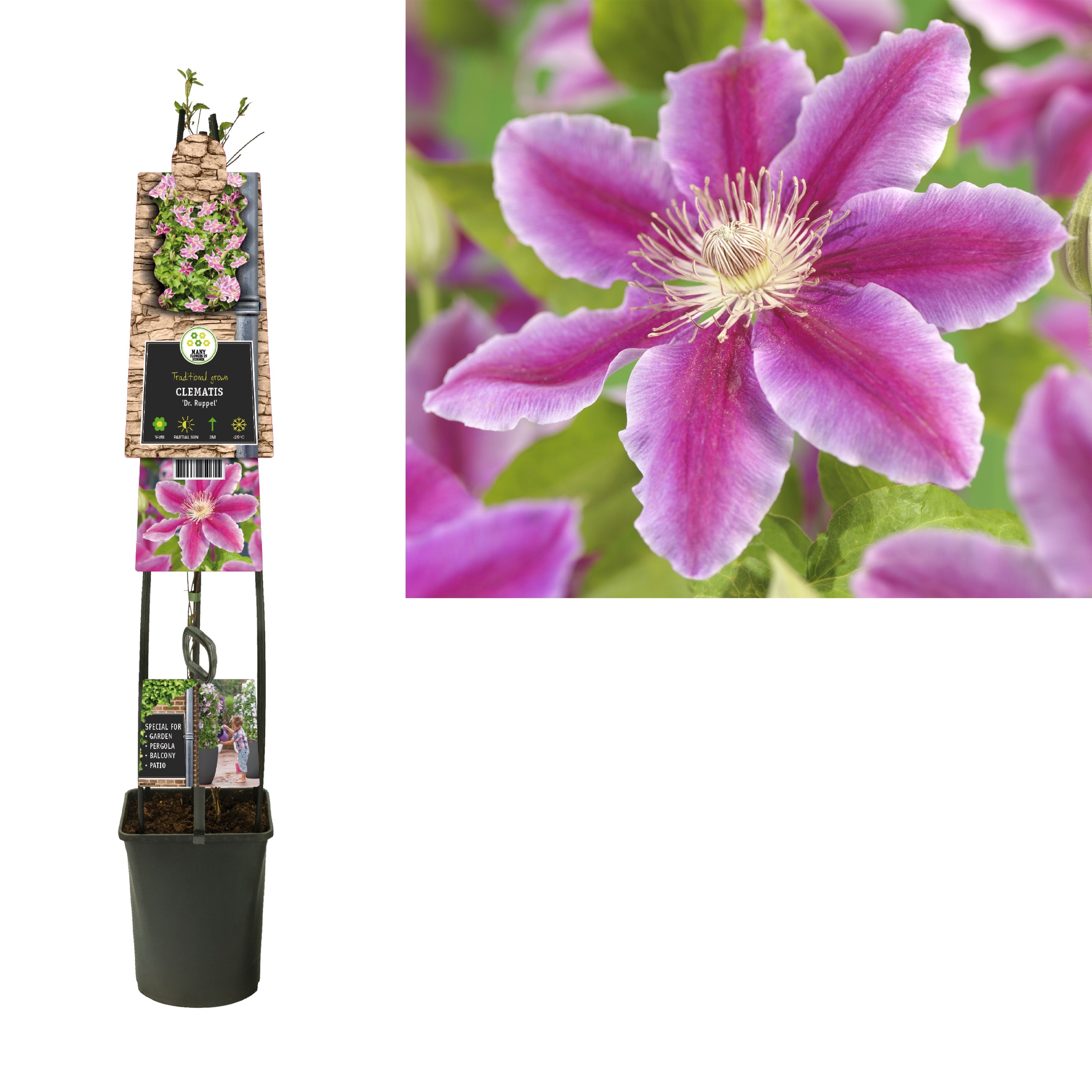 Clematis 'Dr. Ruppel' +3.0 label, D 23