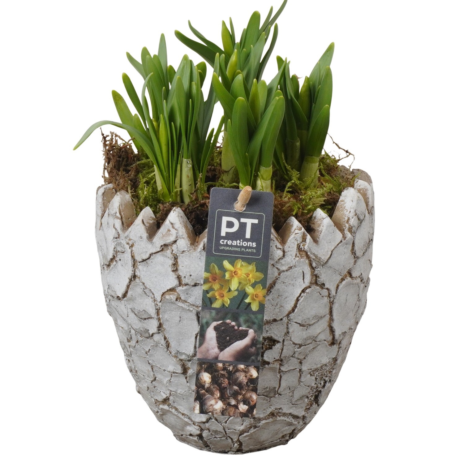 PTNP4476 Arrangement Narcissus Easter in beton ei, D 14