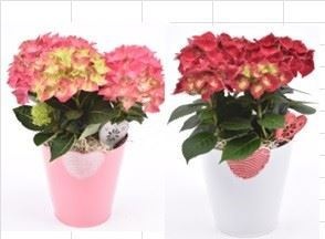 Zink hart pot 15cm, D 15
