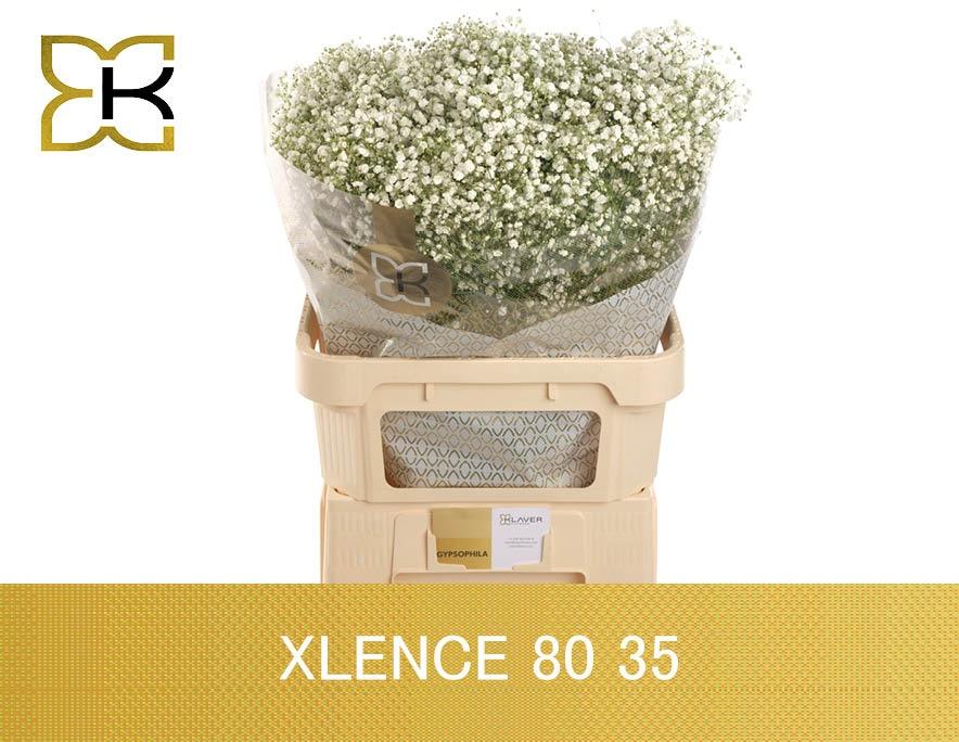 Гипсофила Экселенс 80 (бел.), шт.