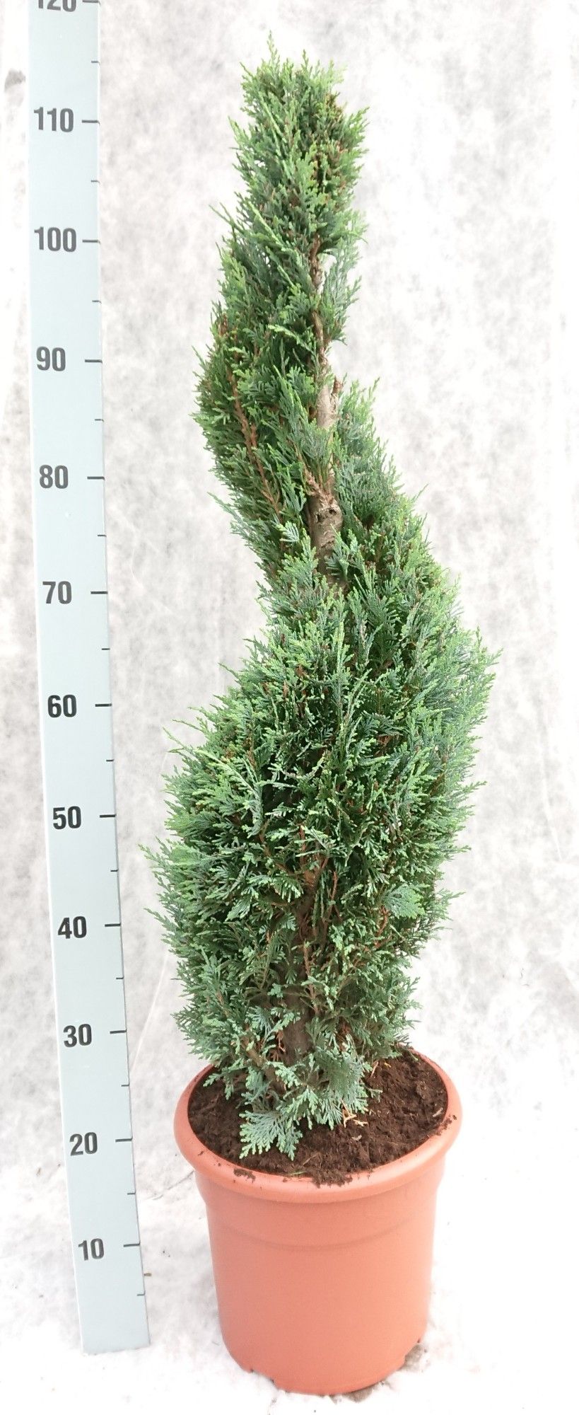 Cham. law. Columnaris 110 Spiraal, D 26