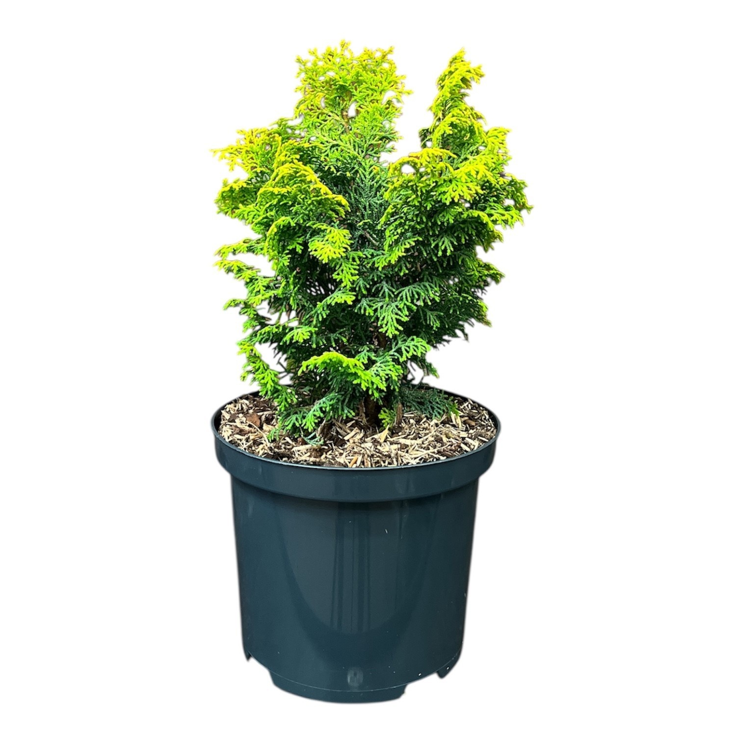 Chamaecyparis o. 'Melody', D 18