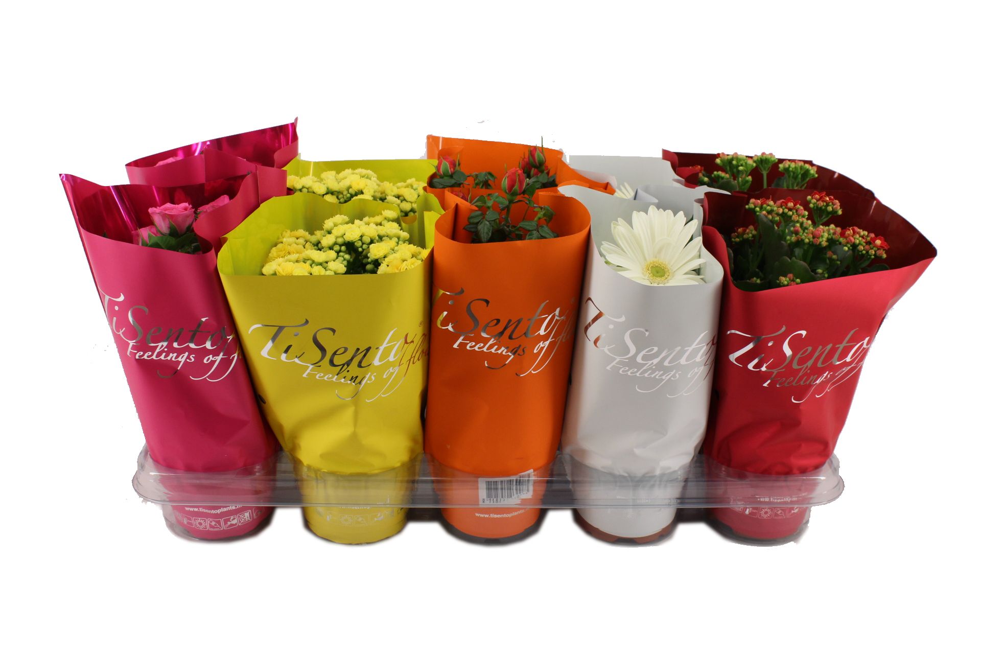 Bloeimix 12cm - Mei Mix, D 12