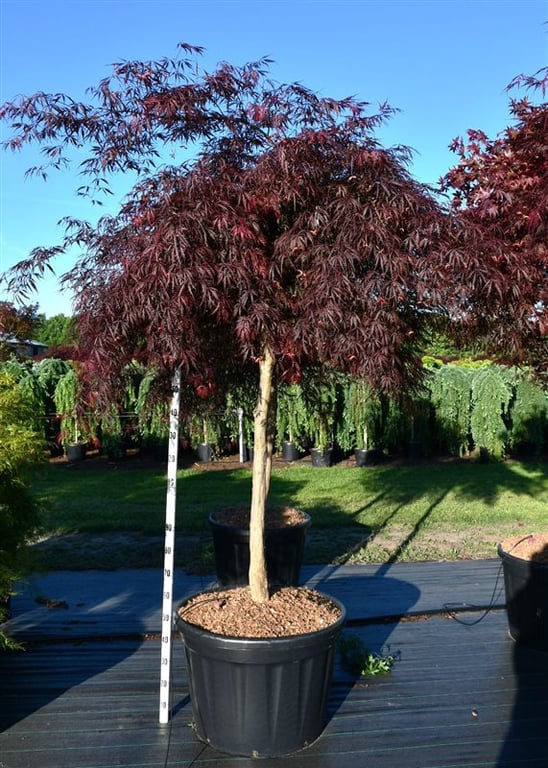 Acer pal. 'Inaba-shidare', D 80