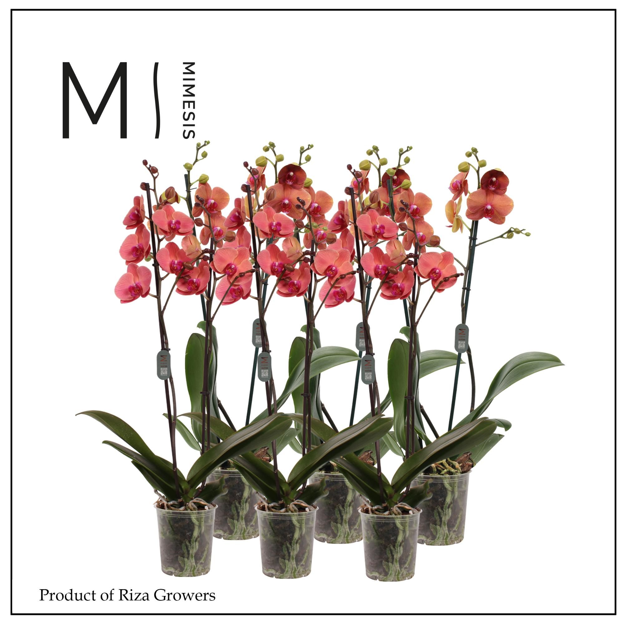 Mimesis Phal. Orange - 2 spike 12cm, D 12 cm