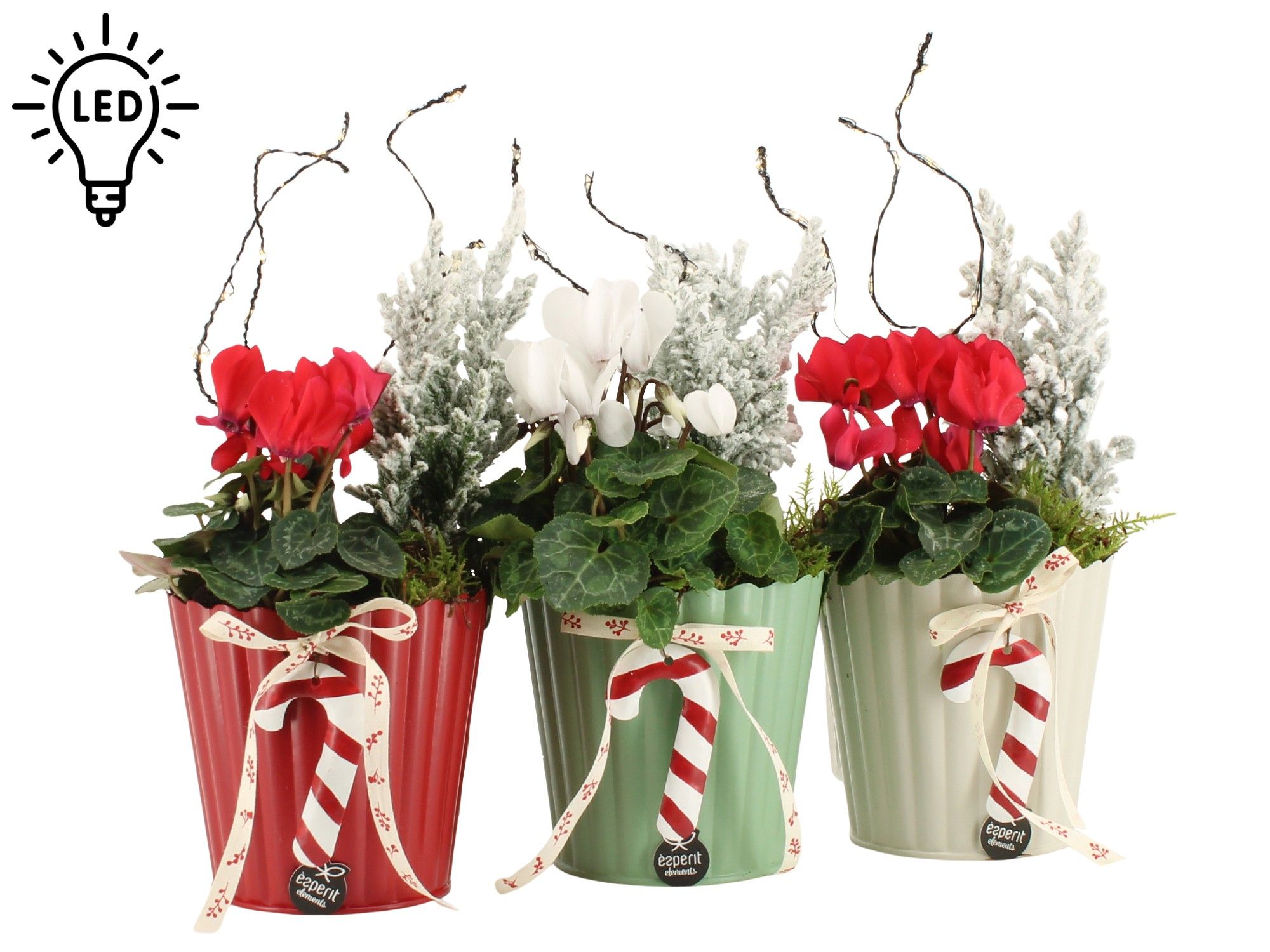 61813: X-mas arrangement, D 11 cm