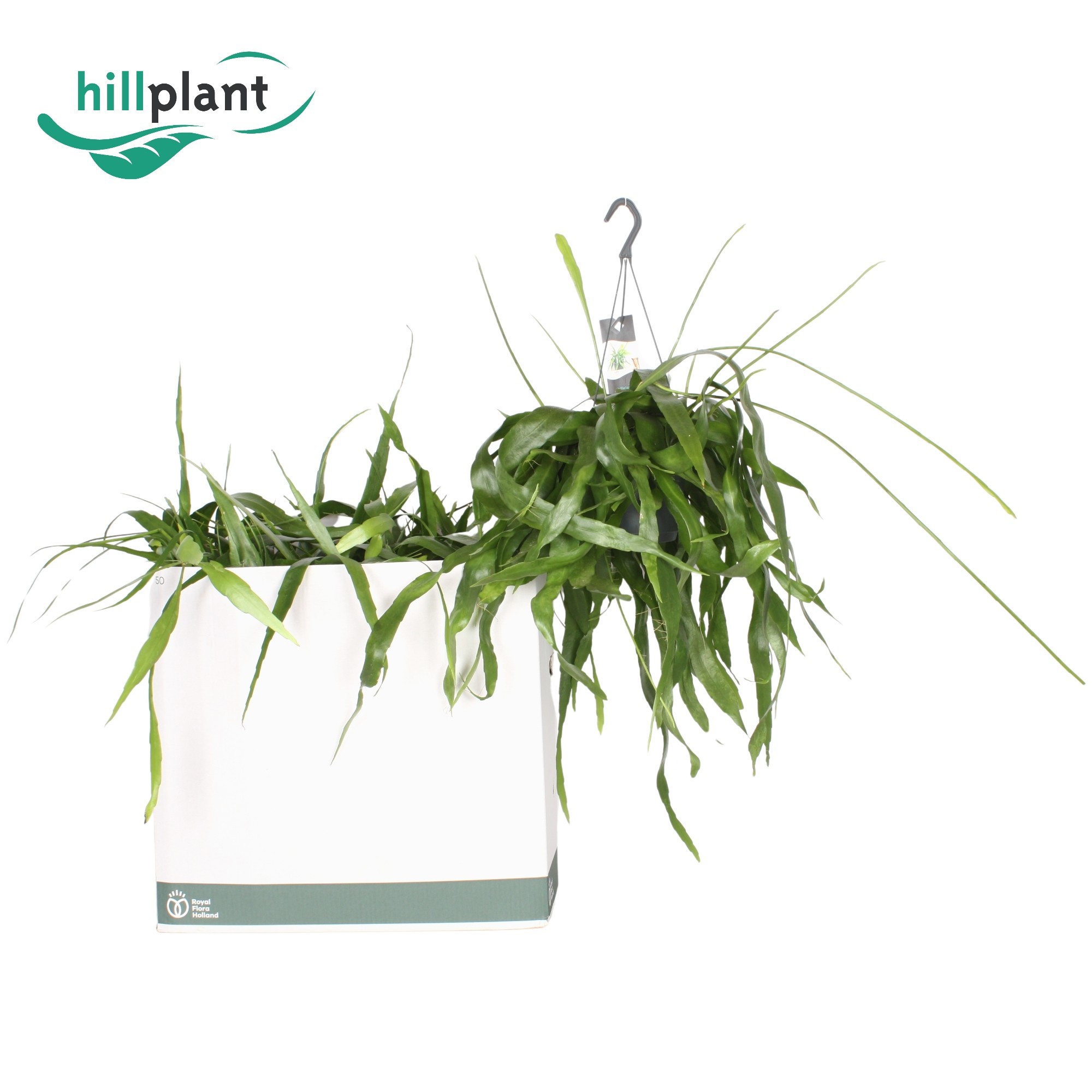 Epiphyllum pumilum, D 17 cm