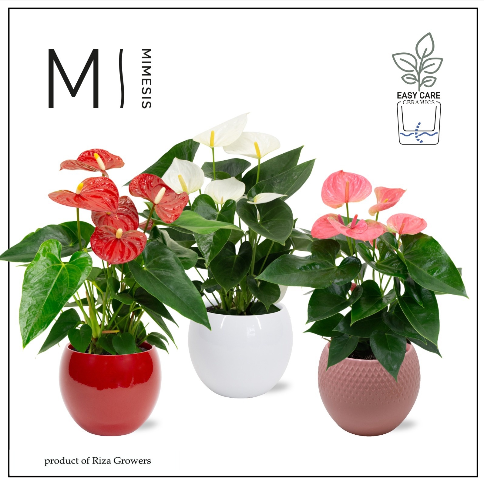 Mimesis Anthurium Grandiflora mix - Bolpot mix, D 12