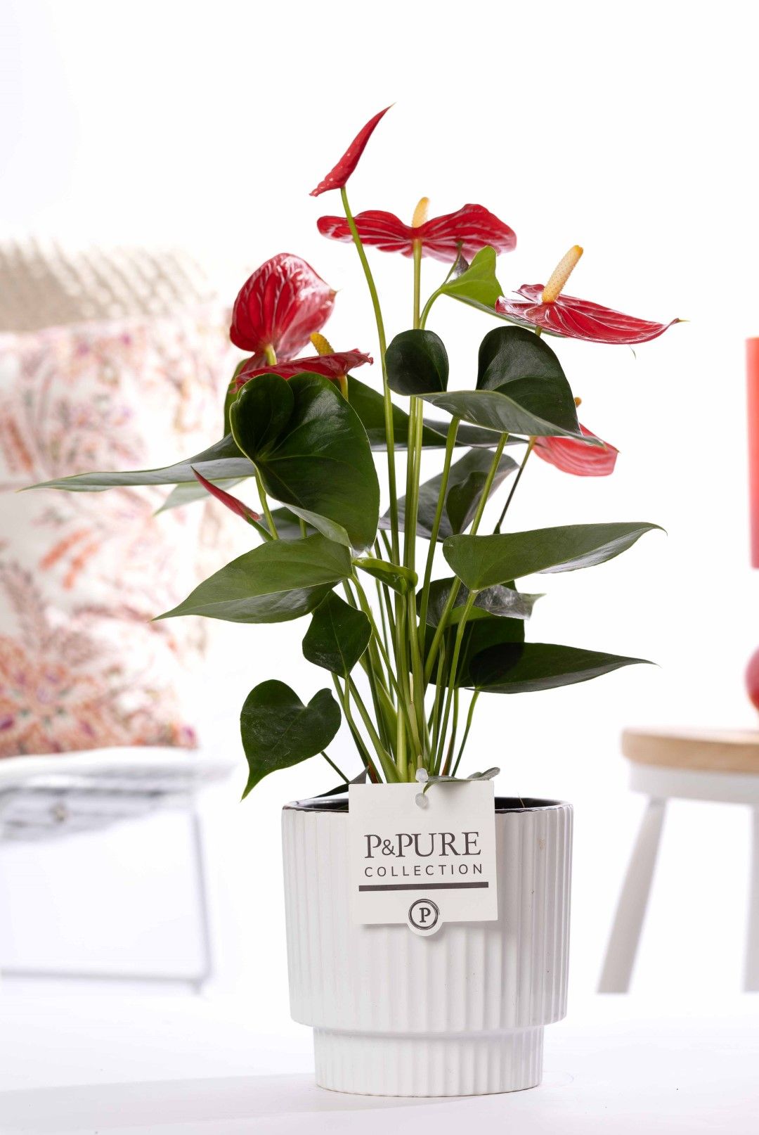 Anthurium red (Micra) in P&PUREIvy ceramics shiny white, D 12
