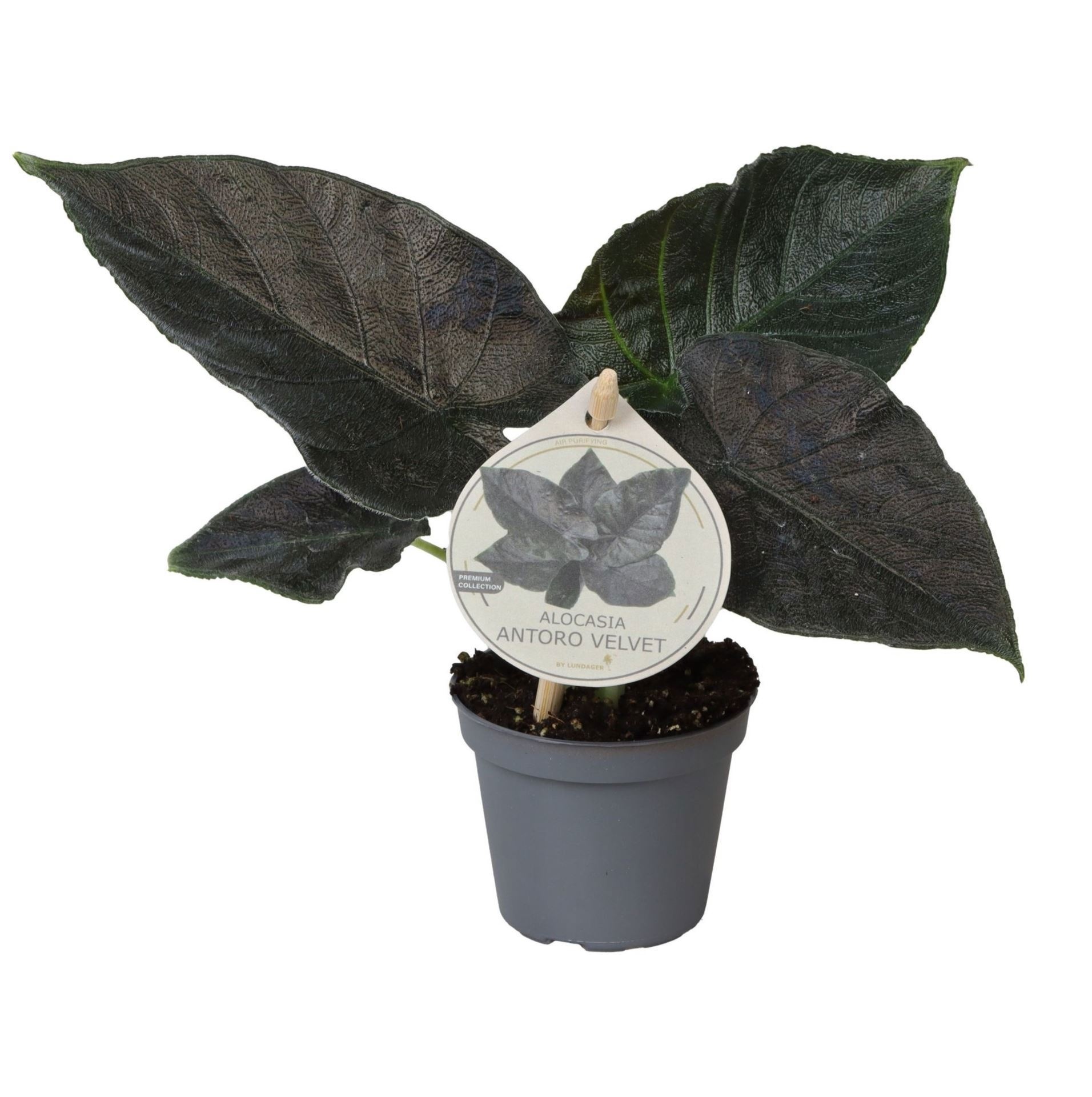 Alocasia Antoro Velvet W. Label 6 cm, D 6