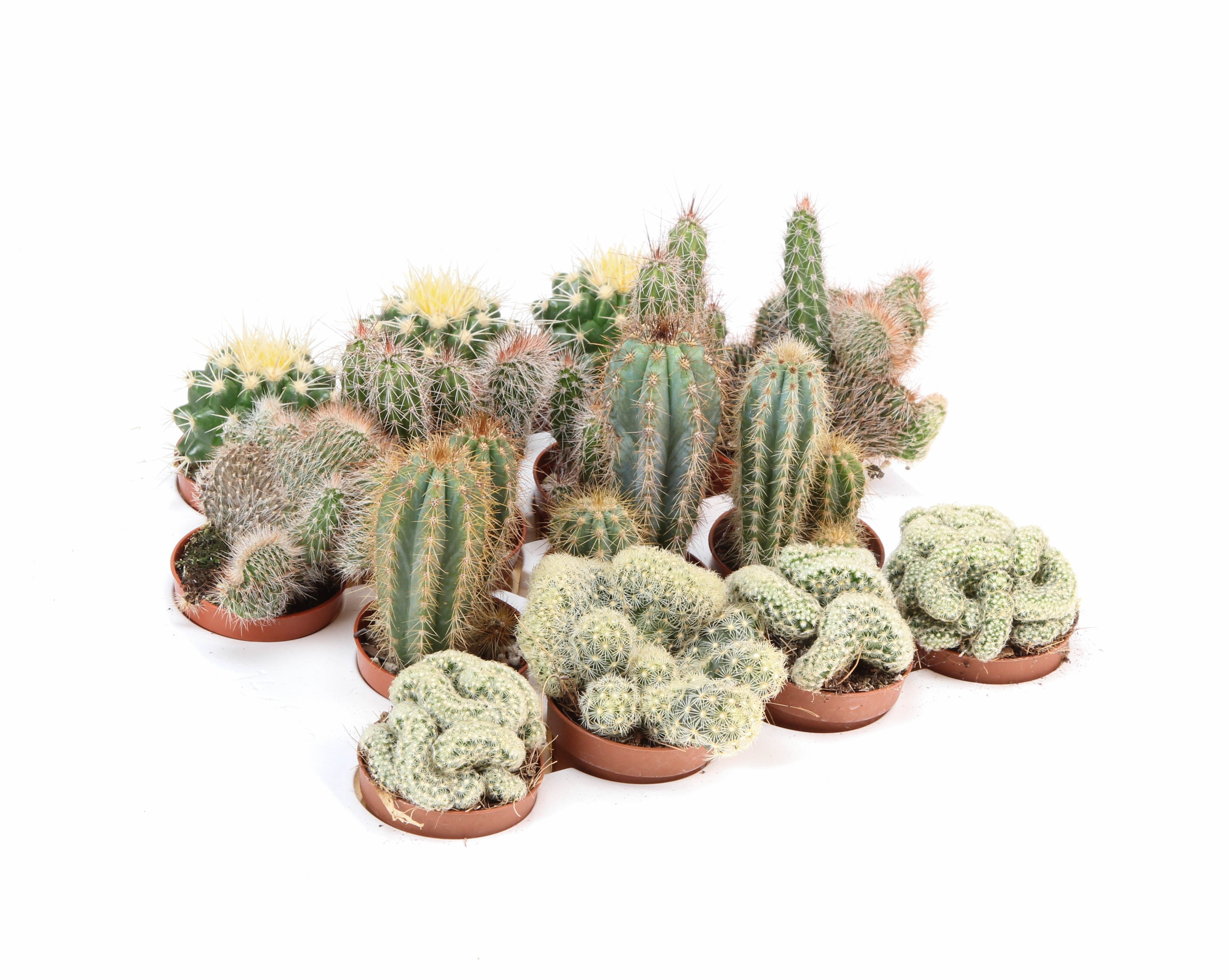 Cactus mix XL, D 5,5