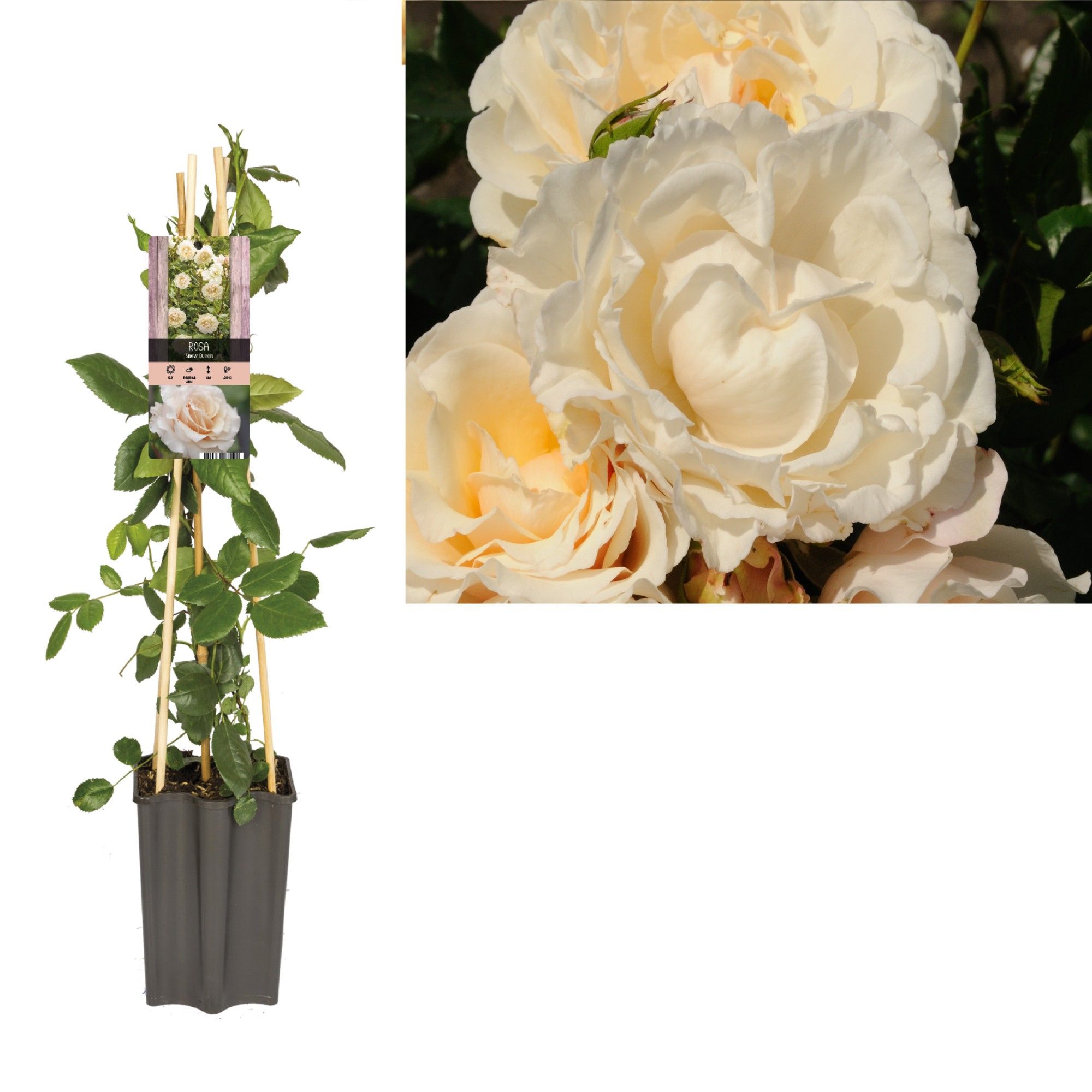 Rosa 'Snow Queen' +light label, D 15