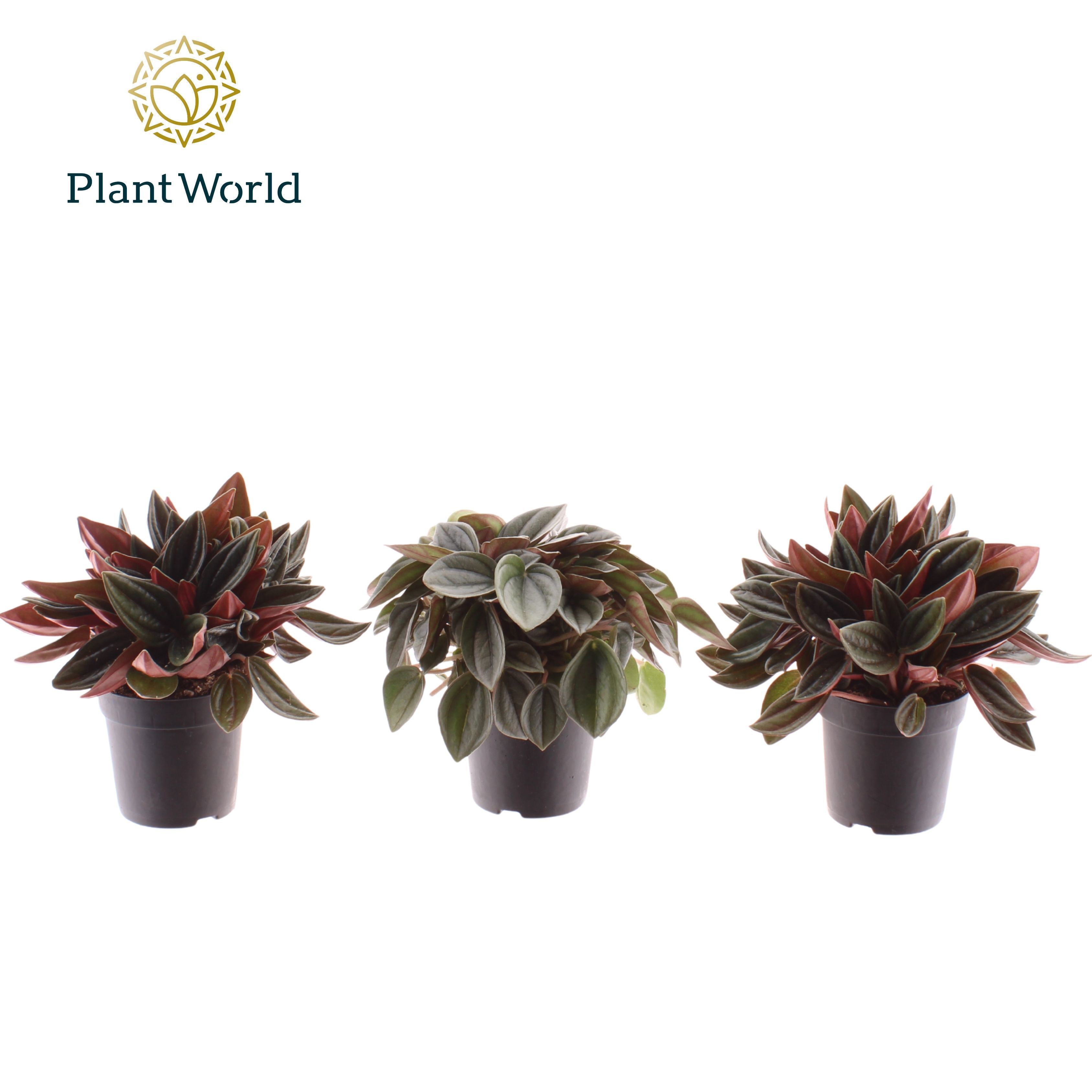 Peperomia gemengd 7 cm, D 7