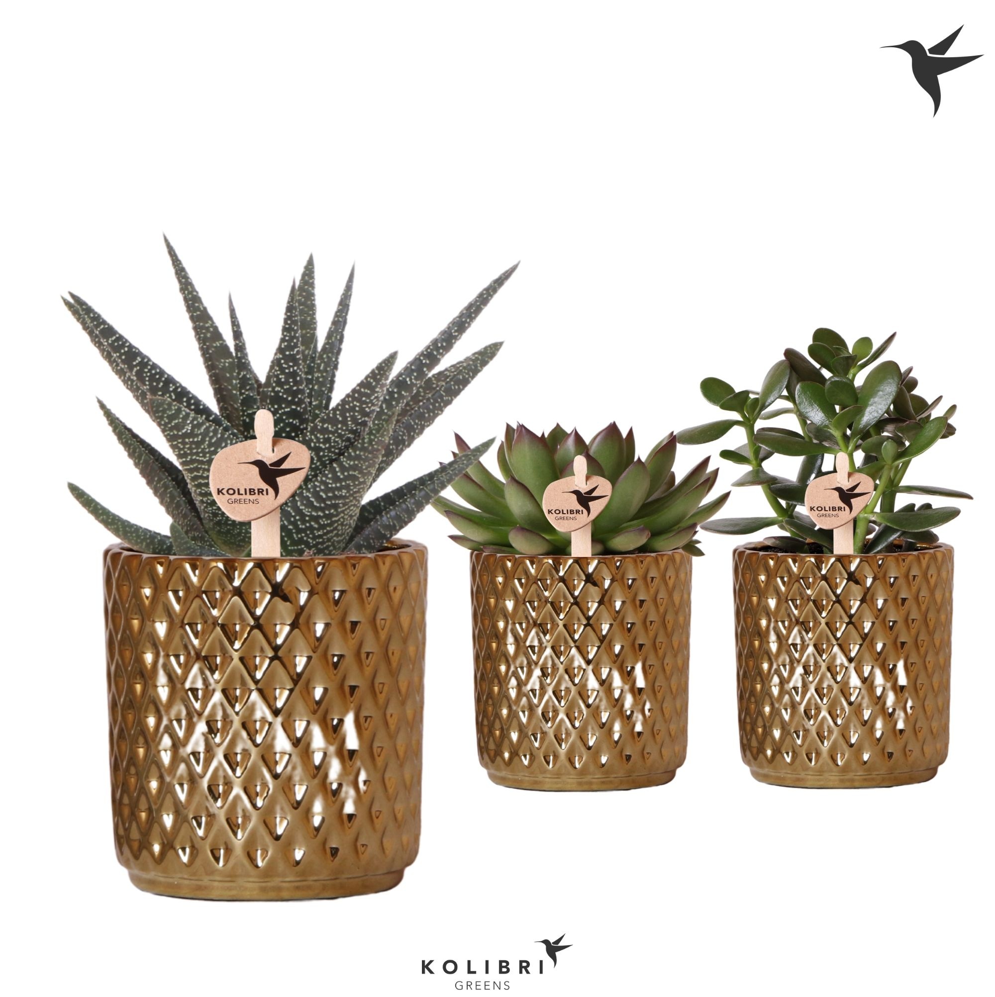 Kolibri Greens Succulenten mix in Diamond pot gold, D 9