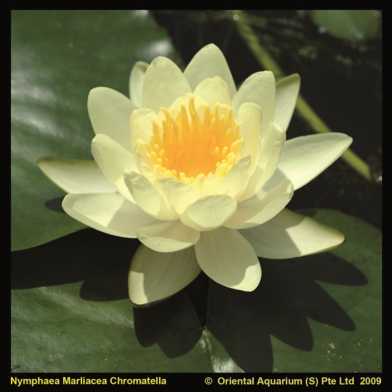 Nymphaea marl. Chromatella' (3L.), D 18
