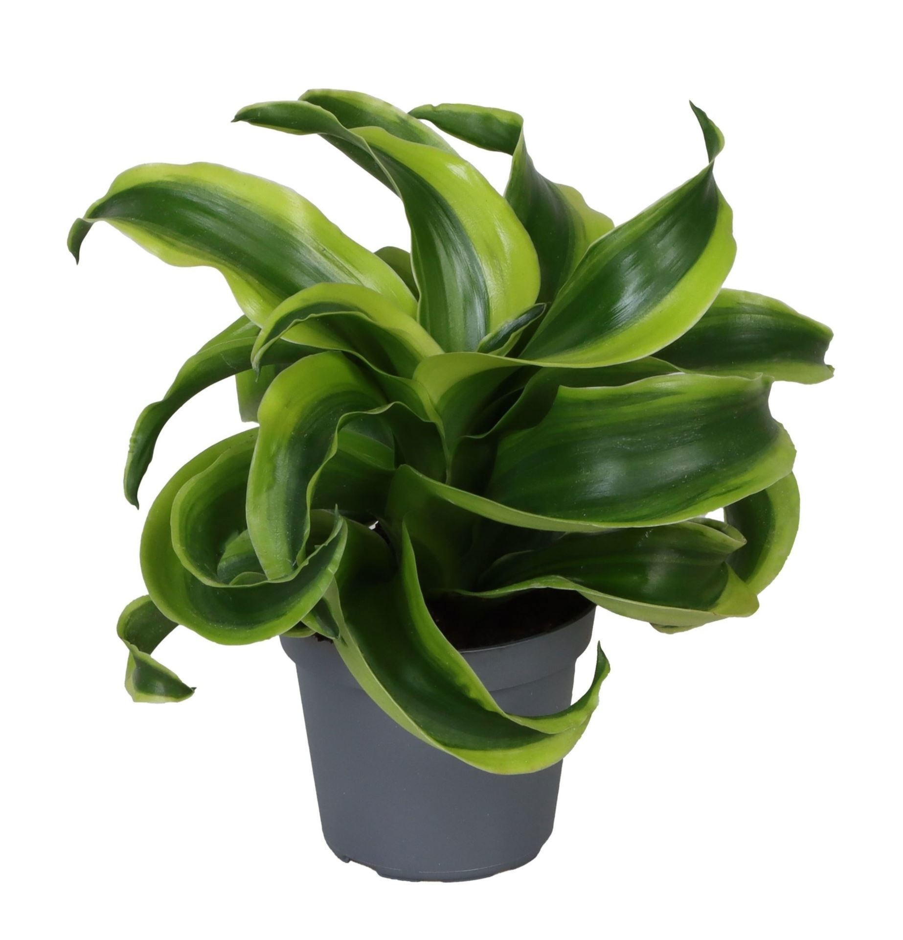 Dracaena Dragontree� Tornado 6 cm, D 6